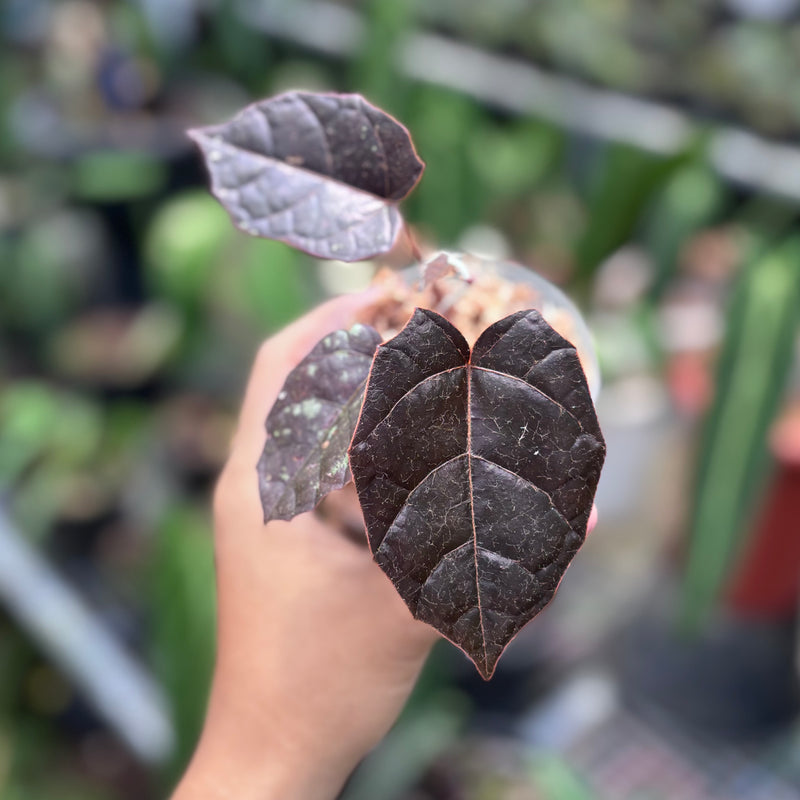 Pterisanthes Sp West Borneo (Piper batman)