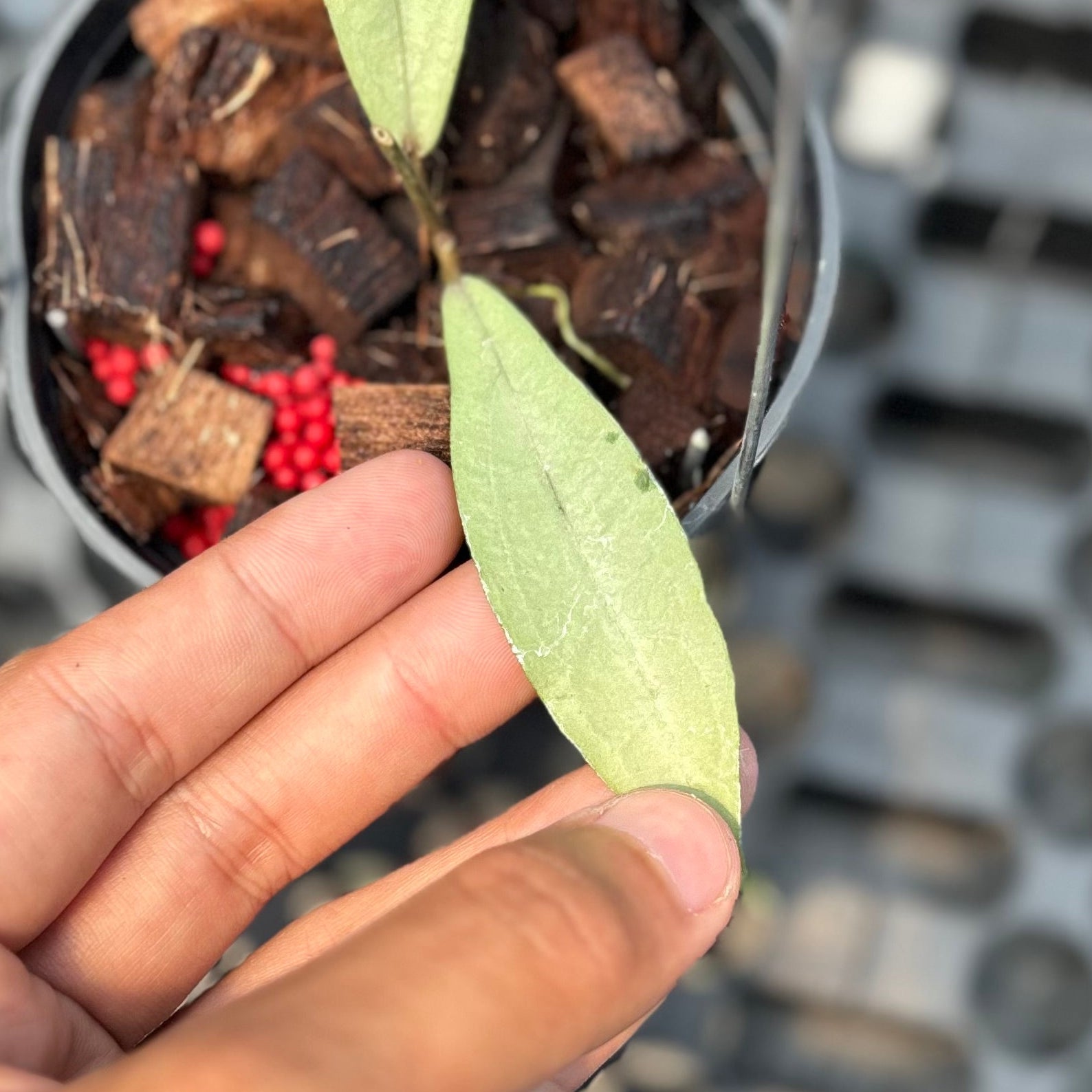 Hoya alena silver (crassipetiolata x rindu rafflesia)