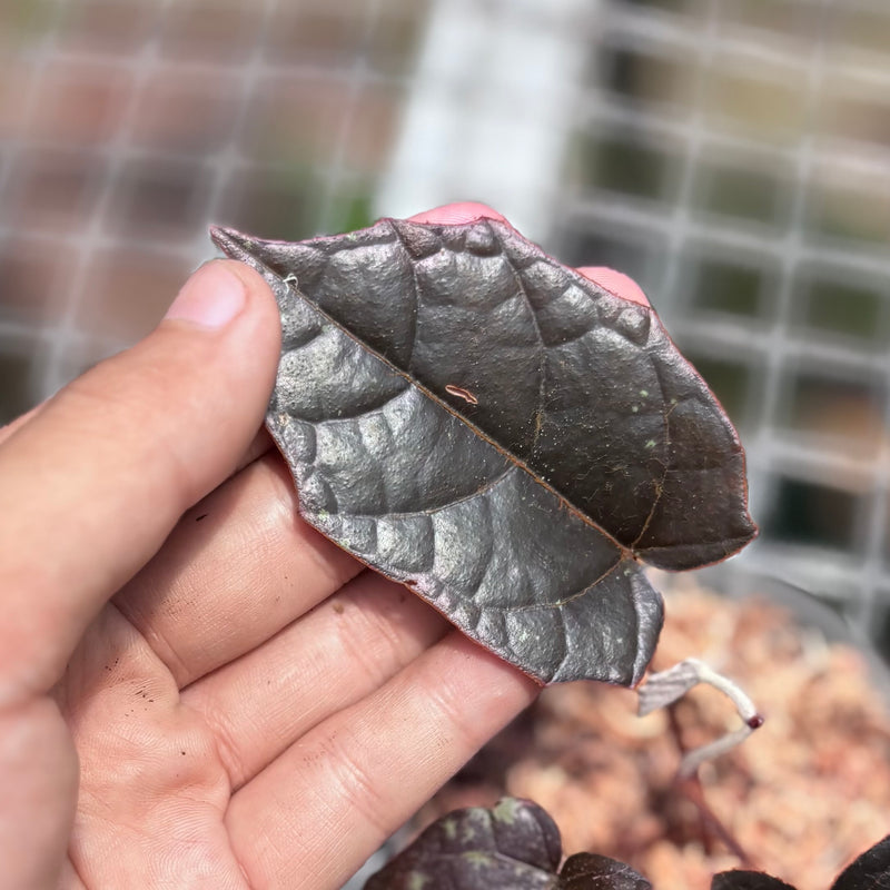 Pterisanthes Sp West Borneo (Piper batman)