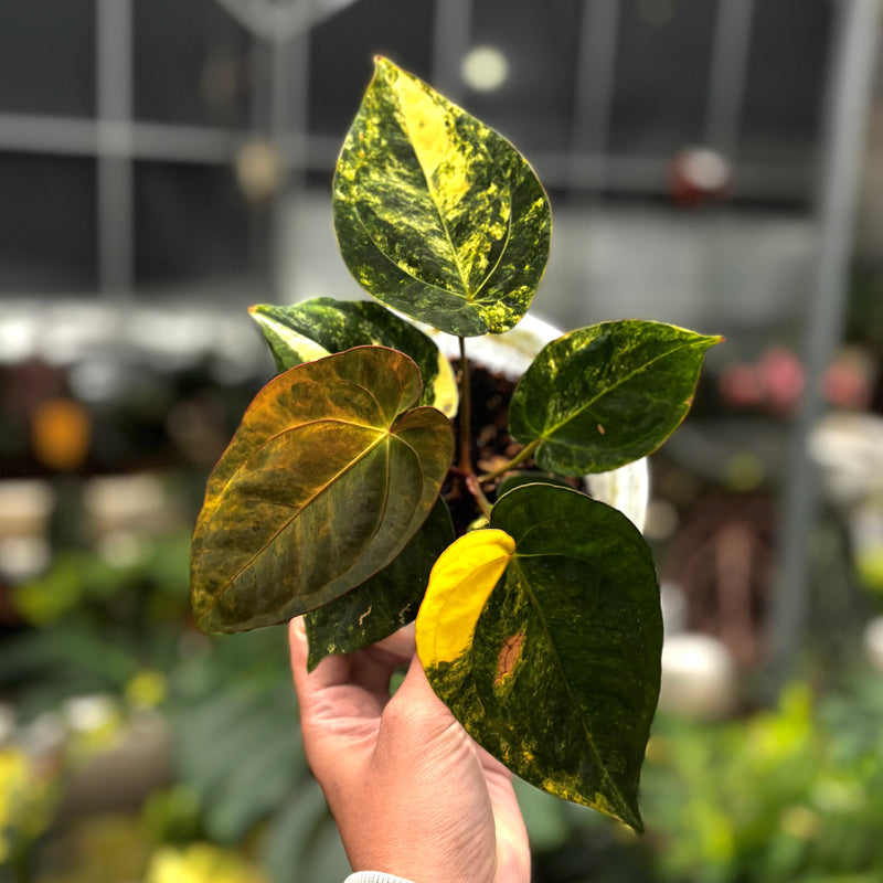 Anthurium Ace of Spades Variegated – Aroid Market