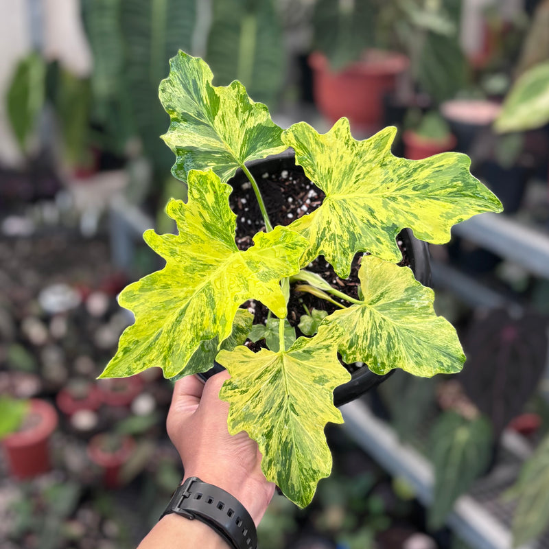 Thaumatophyllum dragon fire variegated