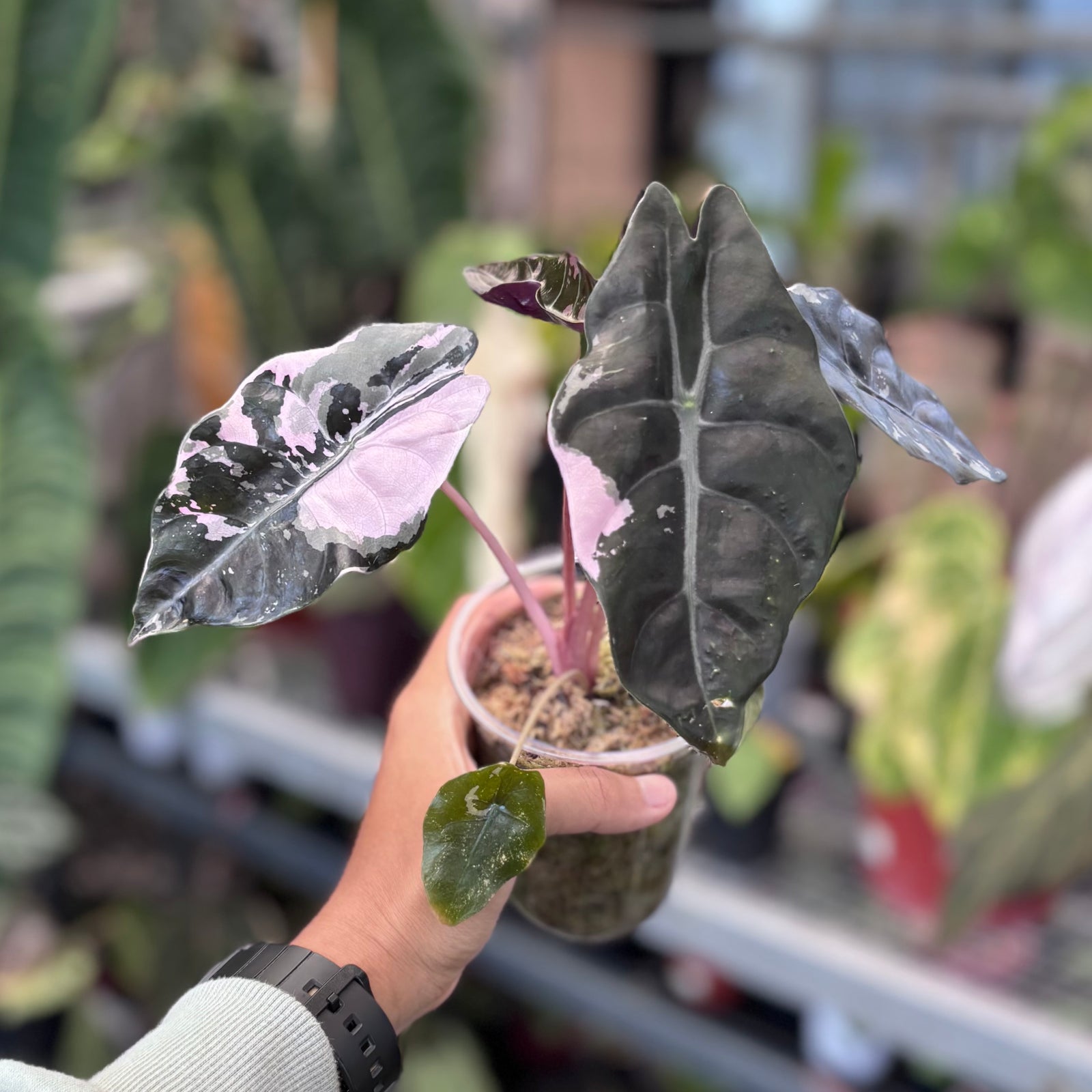 Alocasia chantrieri pink variegated – Aroid Market
