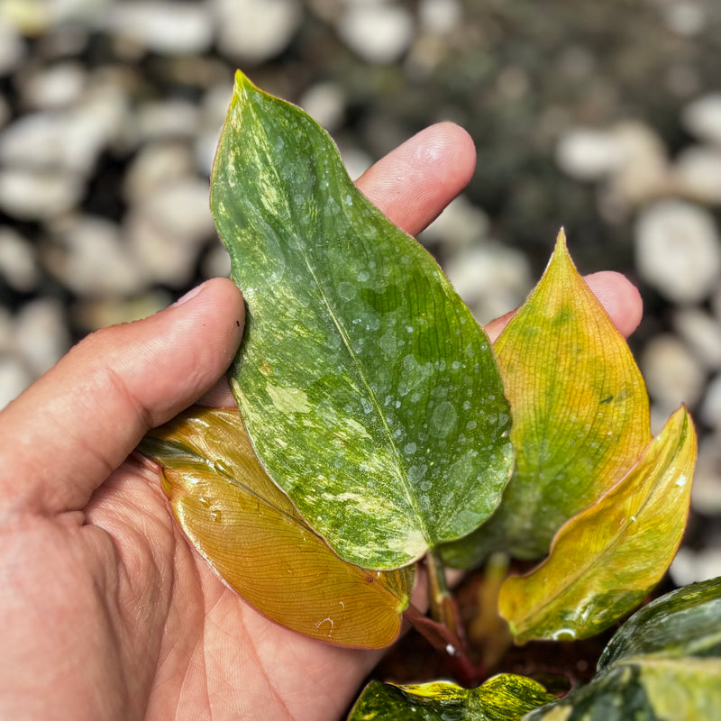 Philodendron red congo variegated