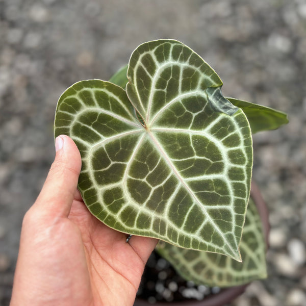 Anthurium queen clarinervium