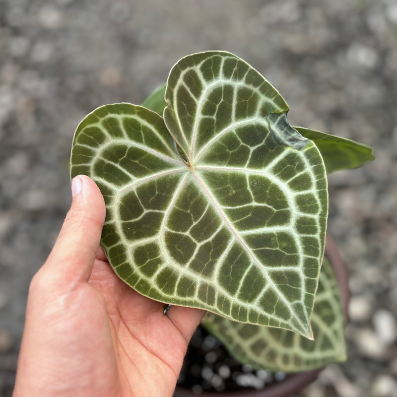 Anthurium queen clarinervium