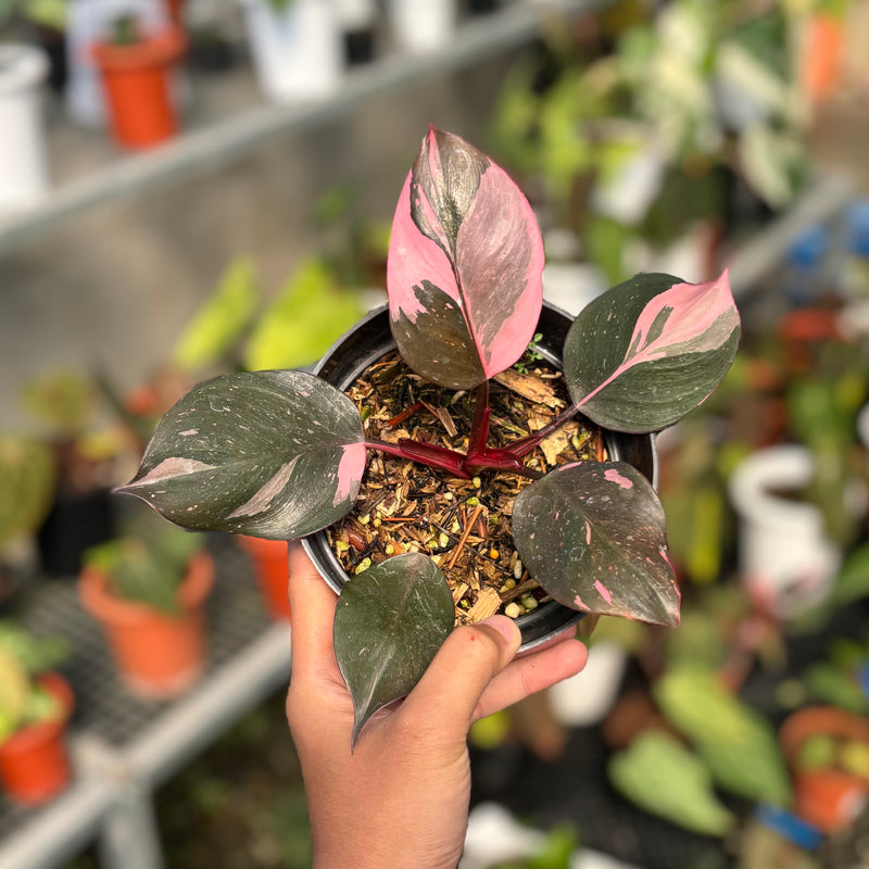 Philodendron white knight pink variegated