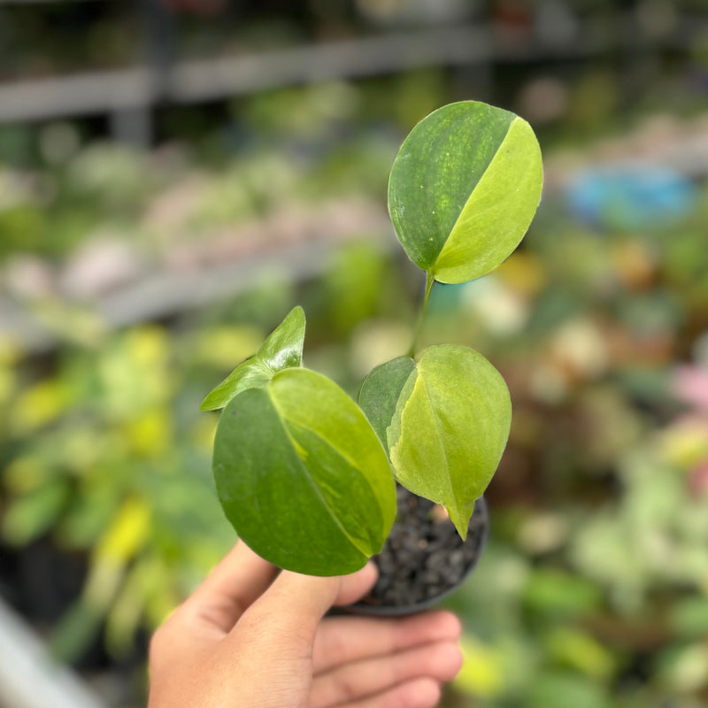 Scindapsus blue aurea