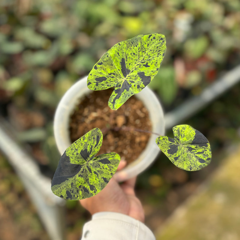 Colocasia esculenta midori sour