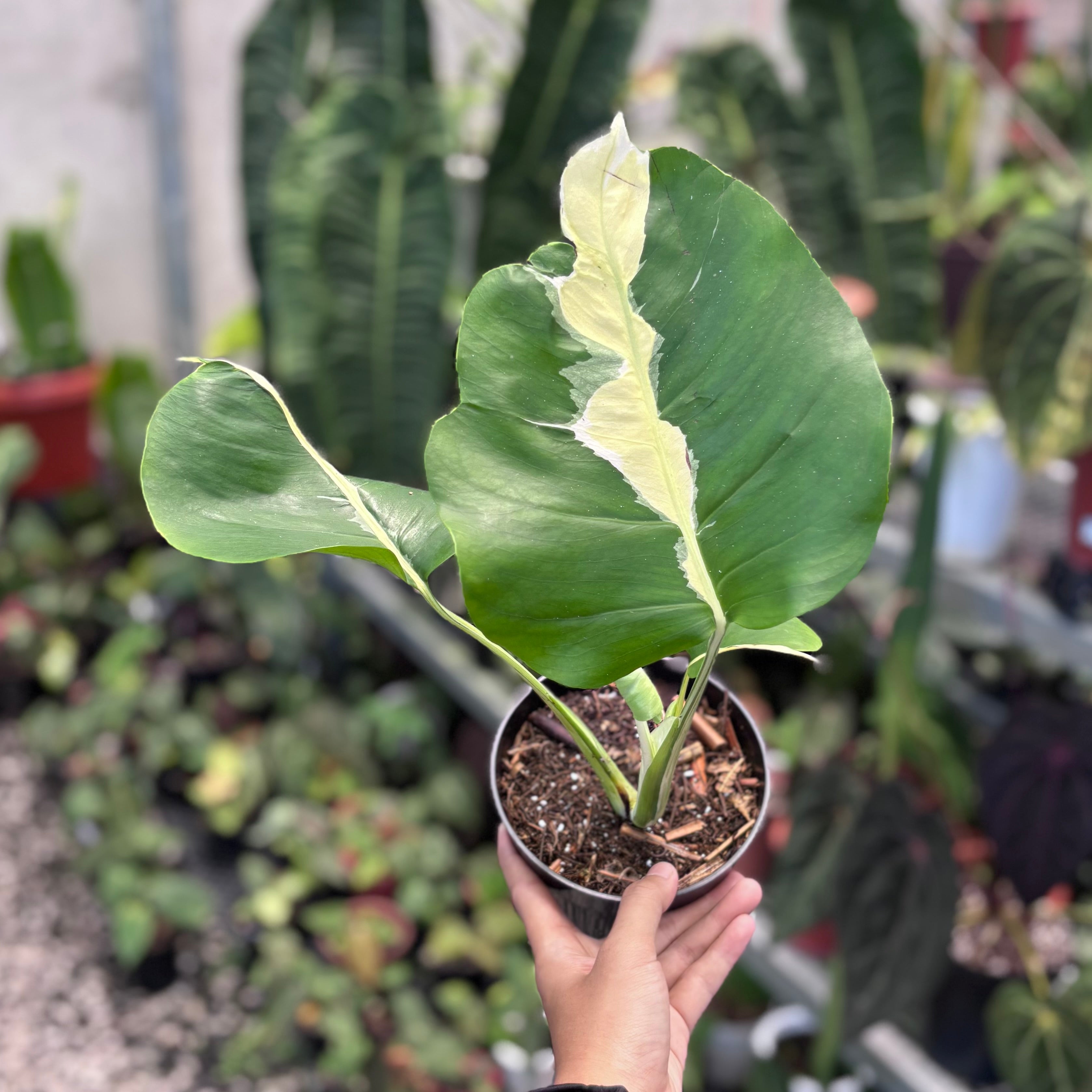 Monstera White Lava モンステラ ホワイトラヴァ 斑入り Monstera white lava