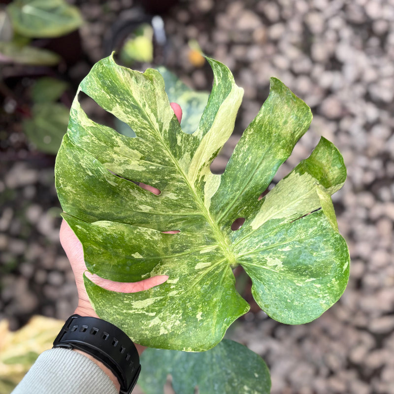 Monstera oceana contorted