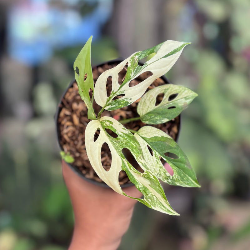 Monstera blanchetii variegated