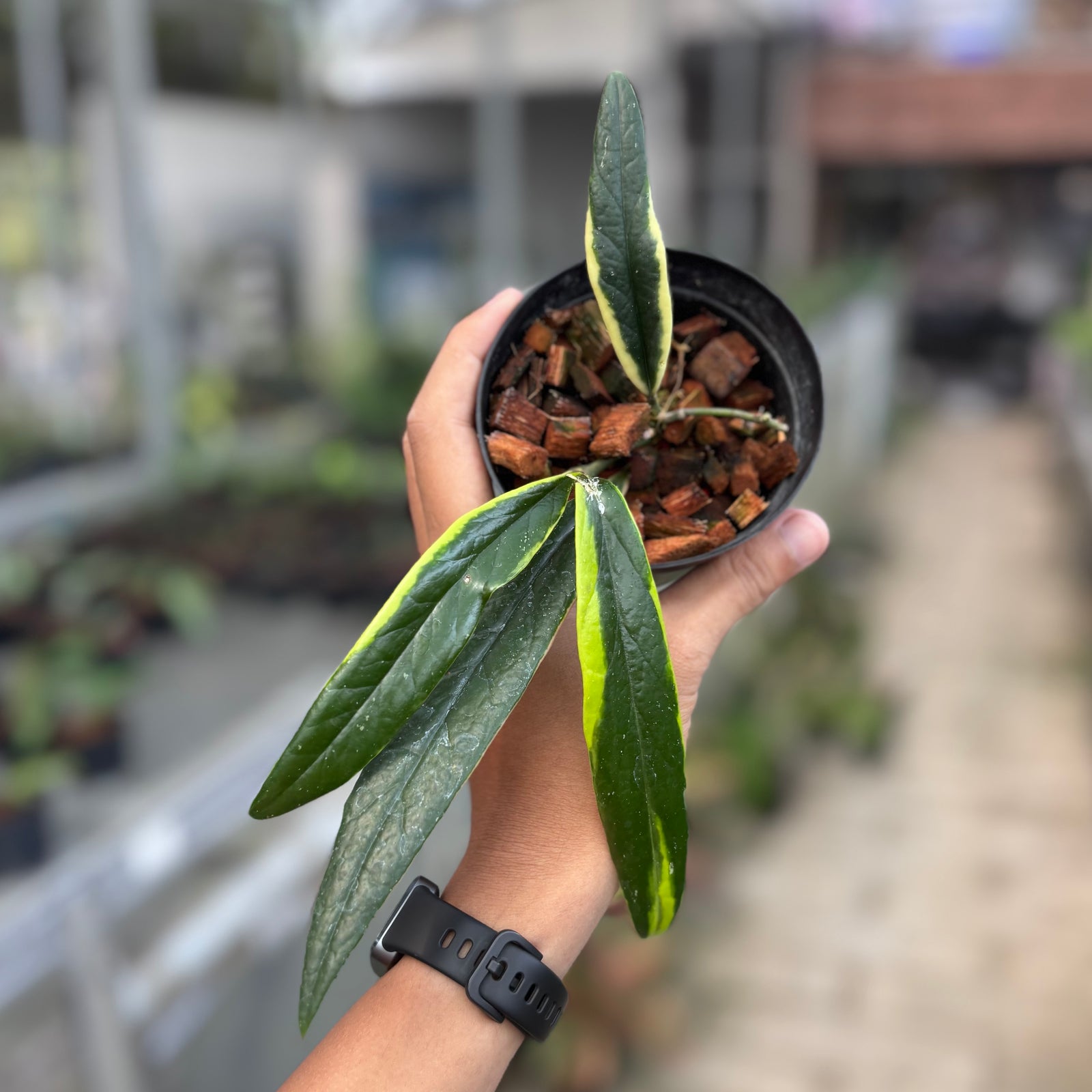 15 Hoya sulawesiana albomarginata ホヤ スラウェシアナ 斑入り