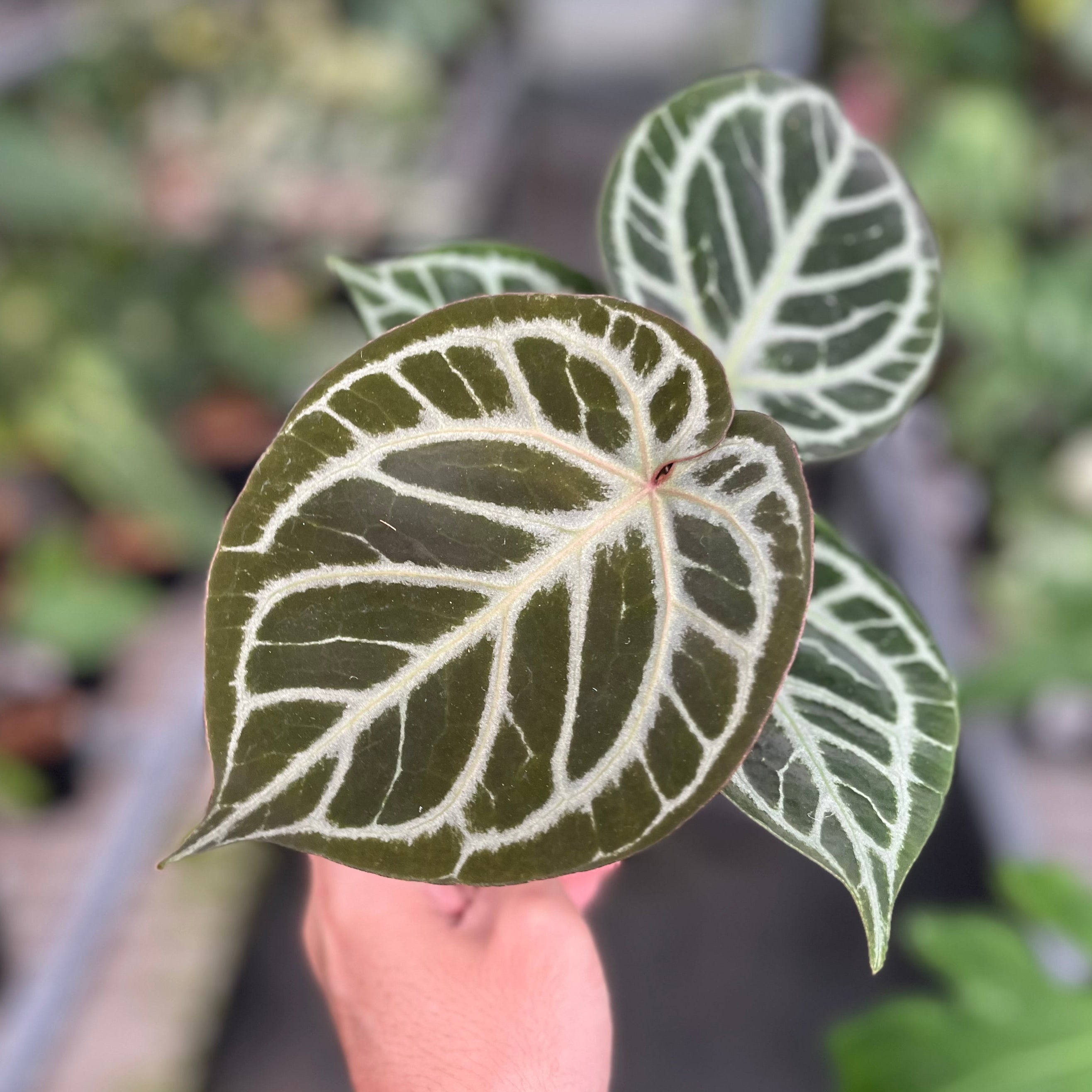 Anthurium red tiger