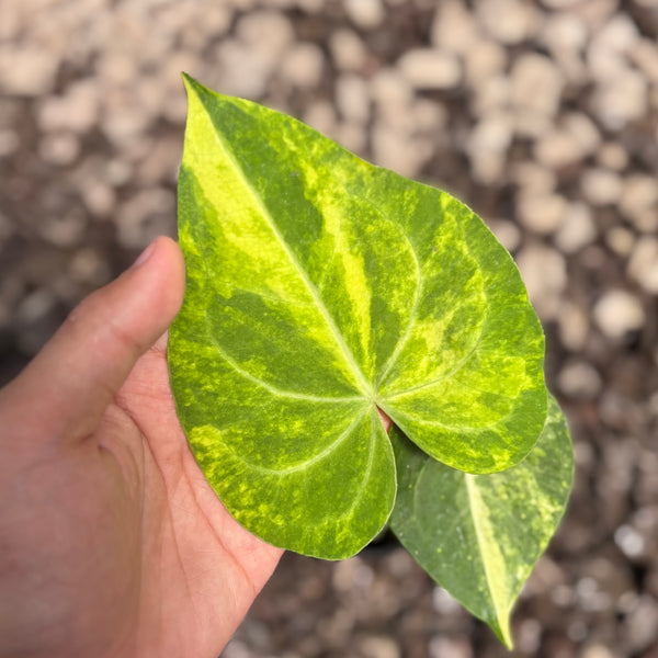 Anthurium sweet love variegated