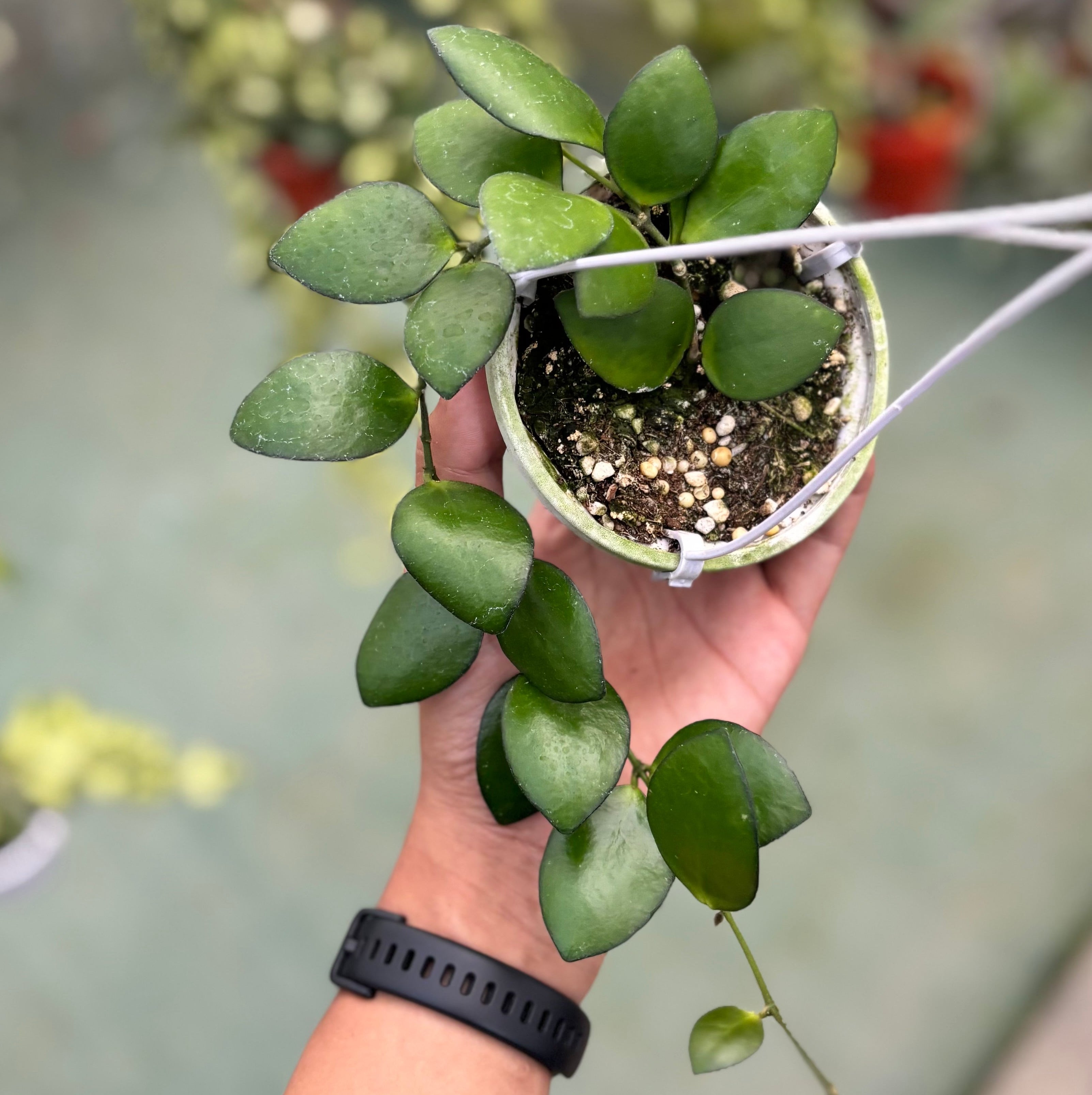 Hoya incurvula green