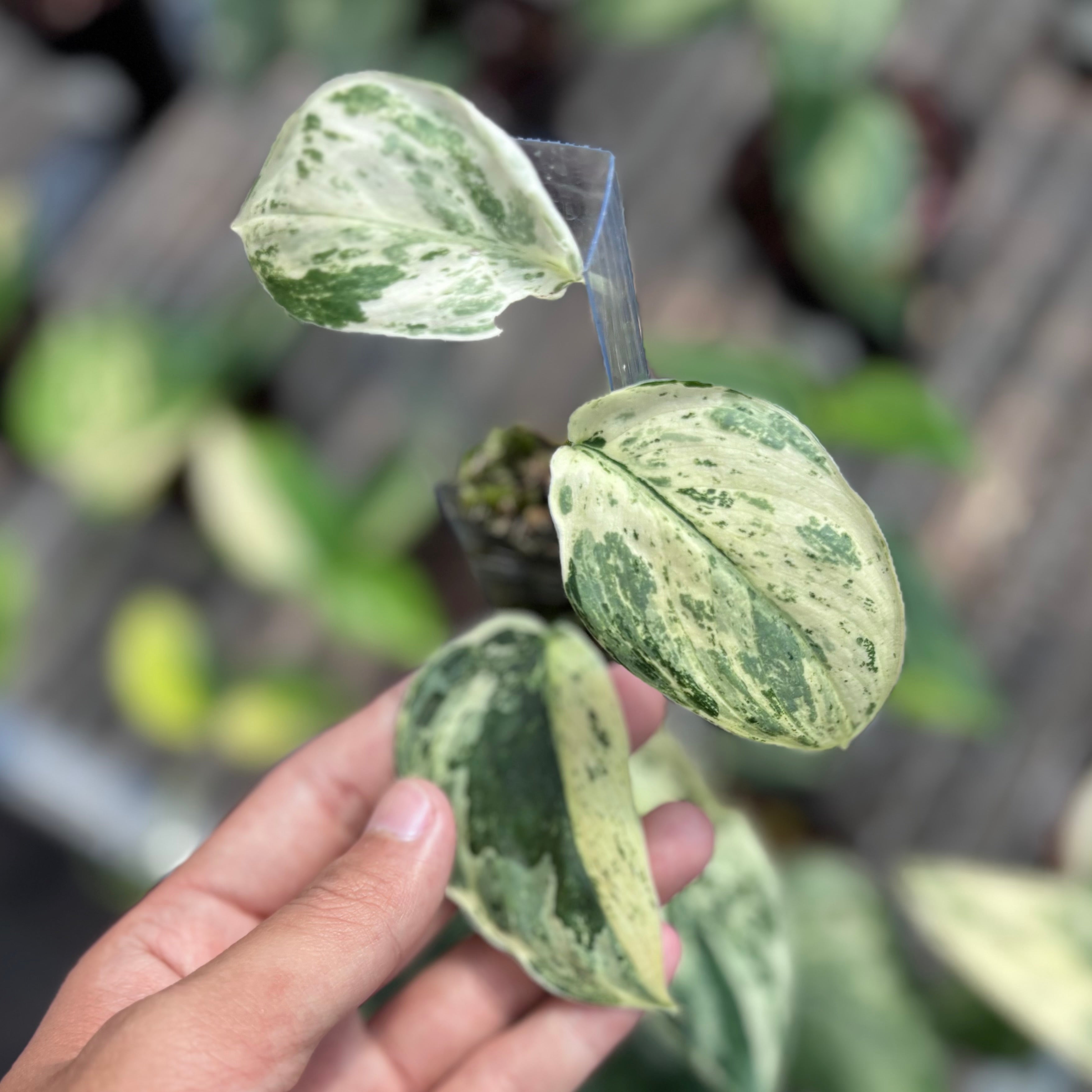 Scindapsus silver satin variegated  v1 - vining