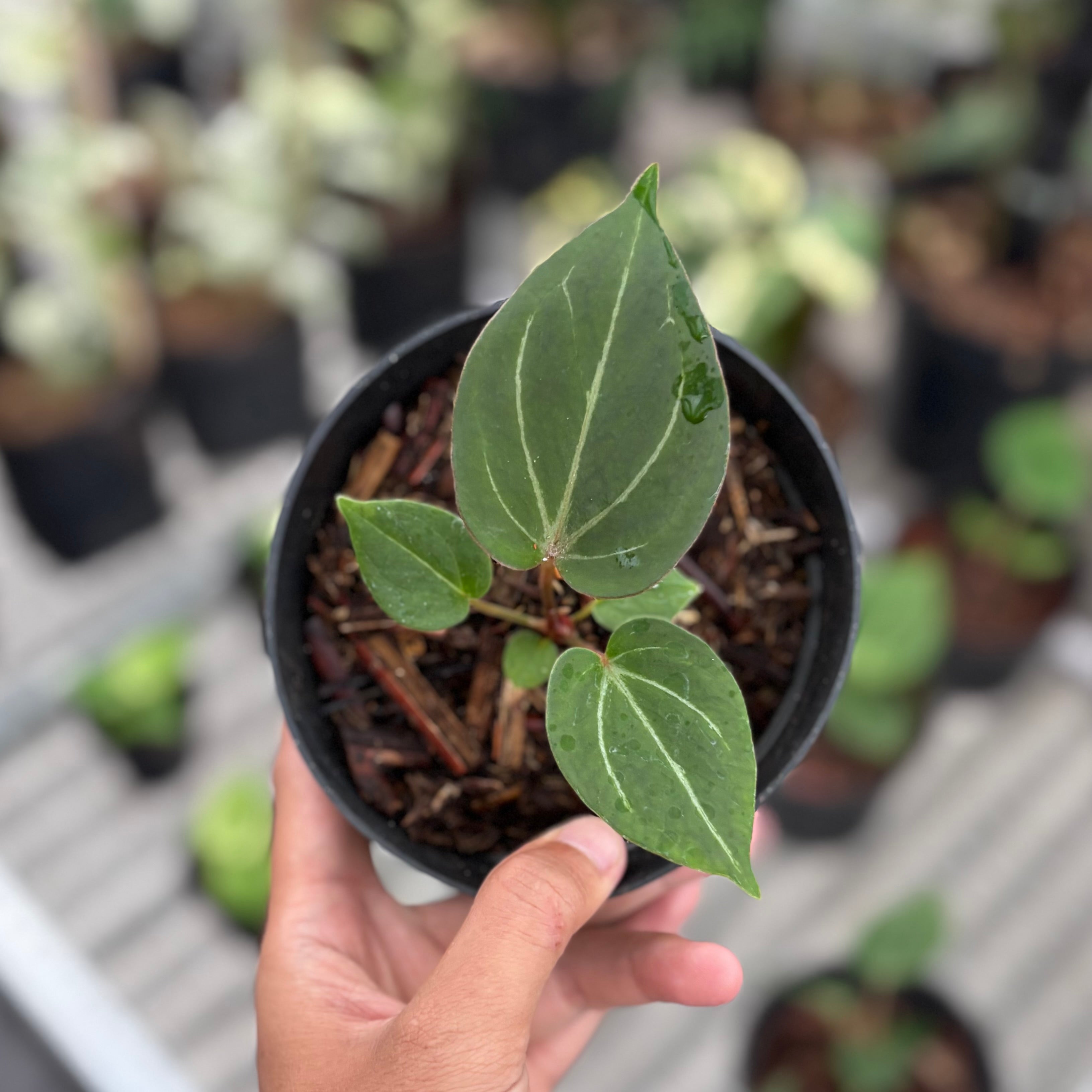 Anthurium king of spades - seedling