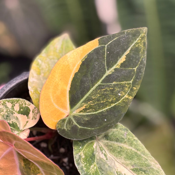Anthurium papilillaminum variegated x papilillaminum red veins