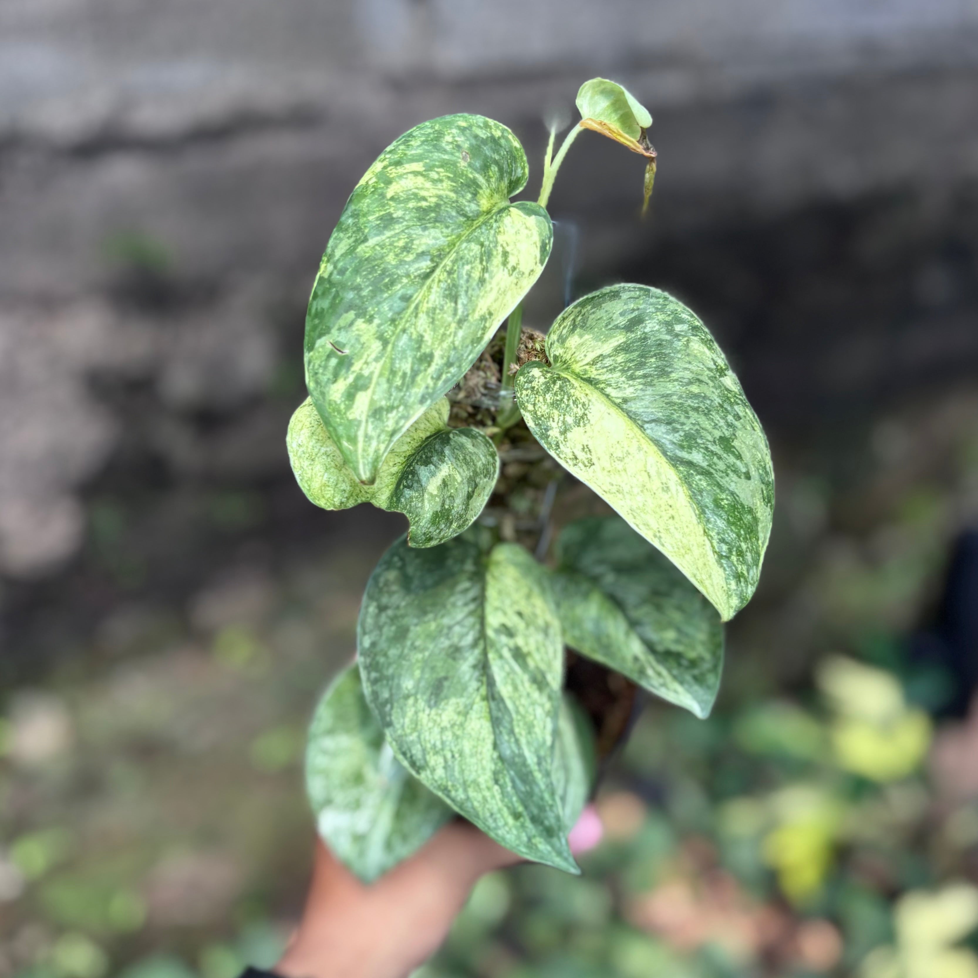 Scindapsus silver cloud - vining