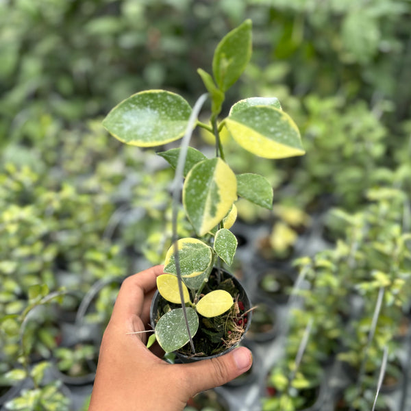 Hoya australis albomarginata