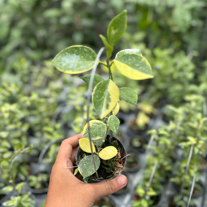 Hoya australis albomarginata