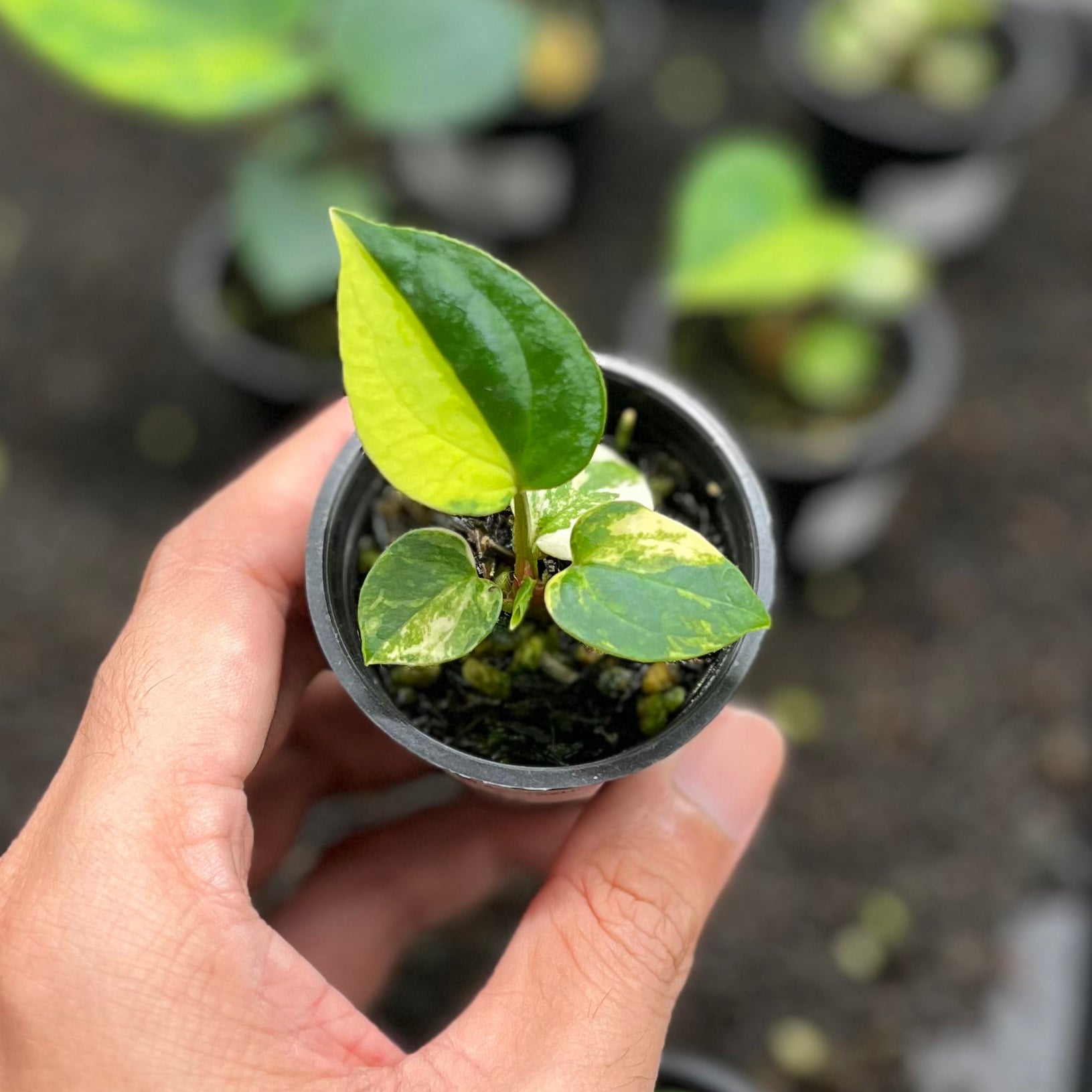 Rare Plants