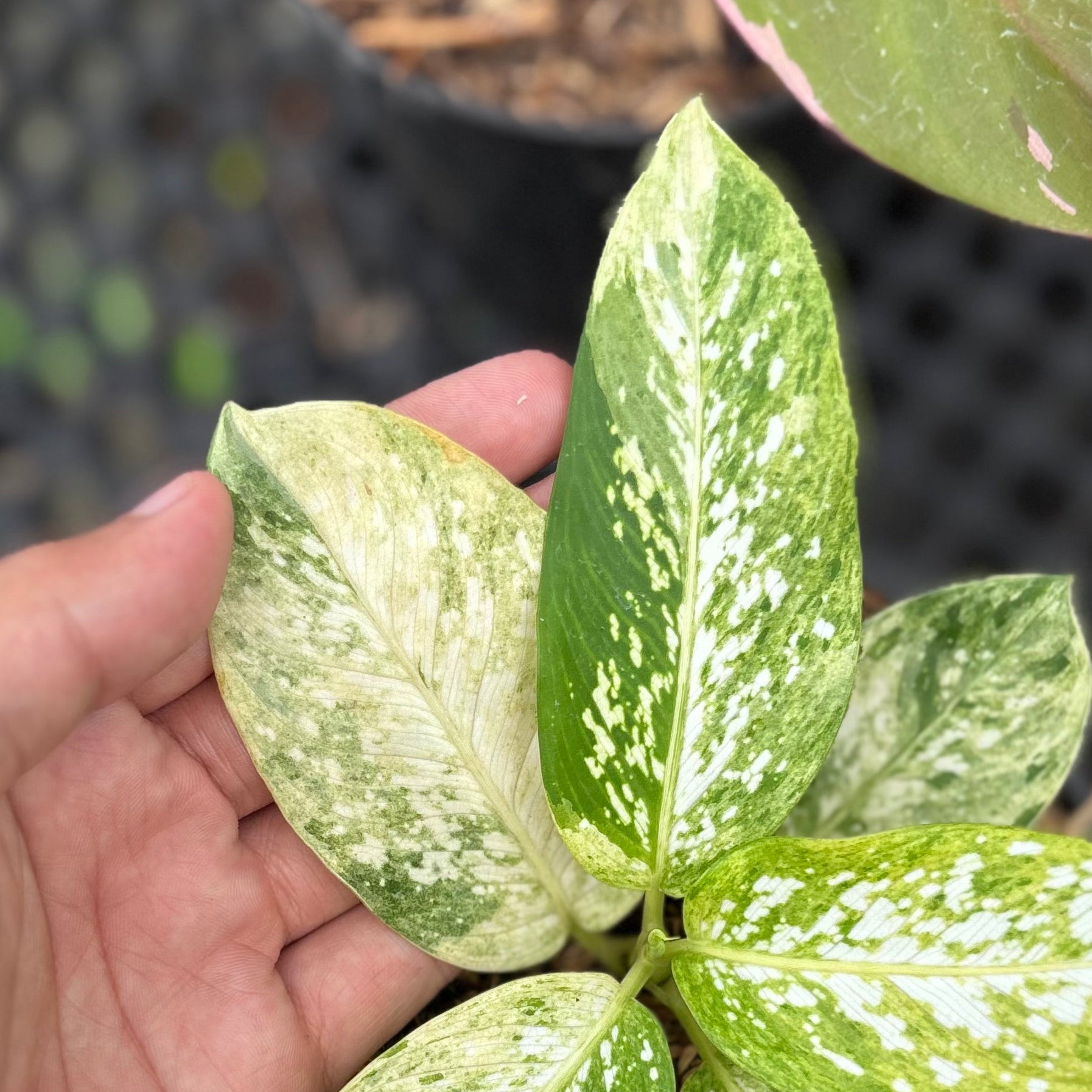 Dieffenbachia Aurea Variegated