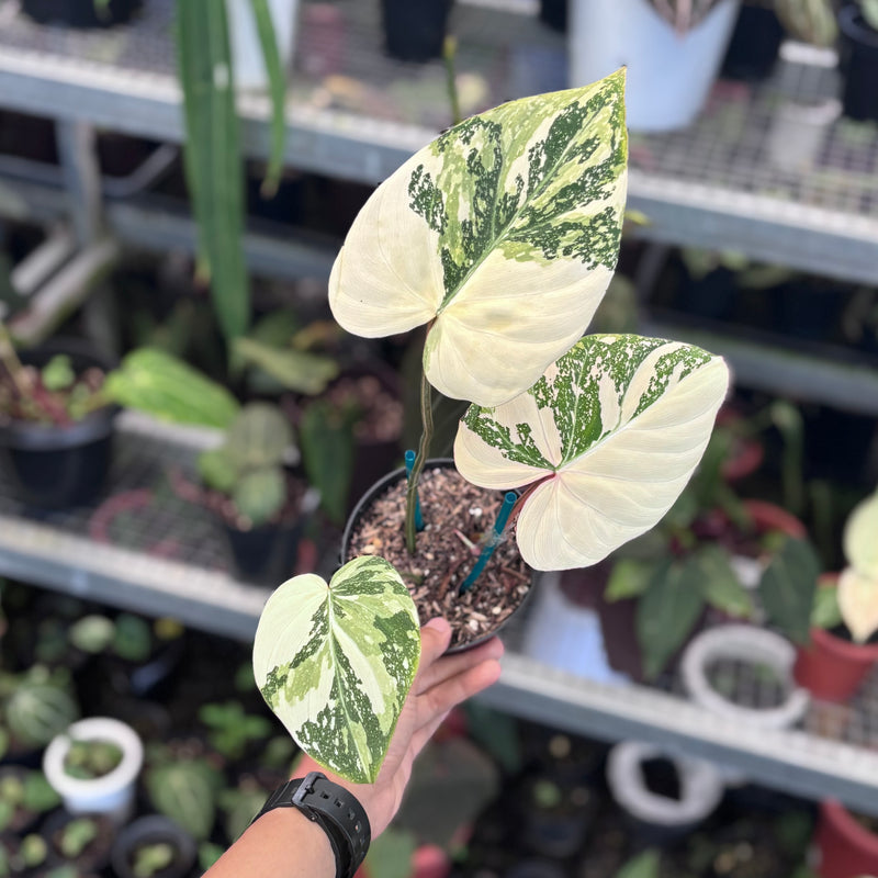 Philodendron gloriosum tricolor variegated