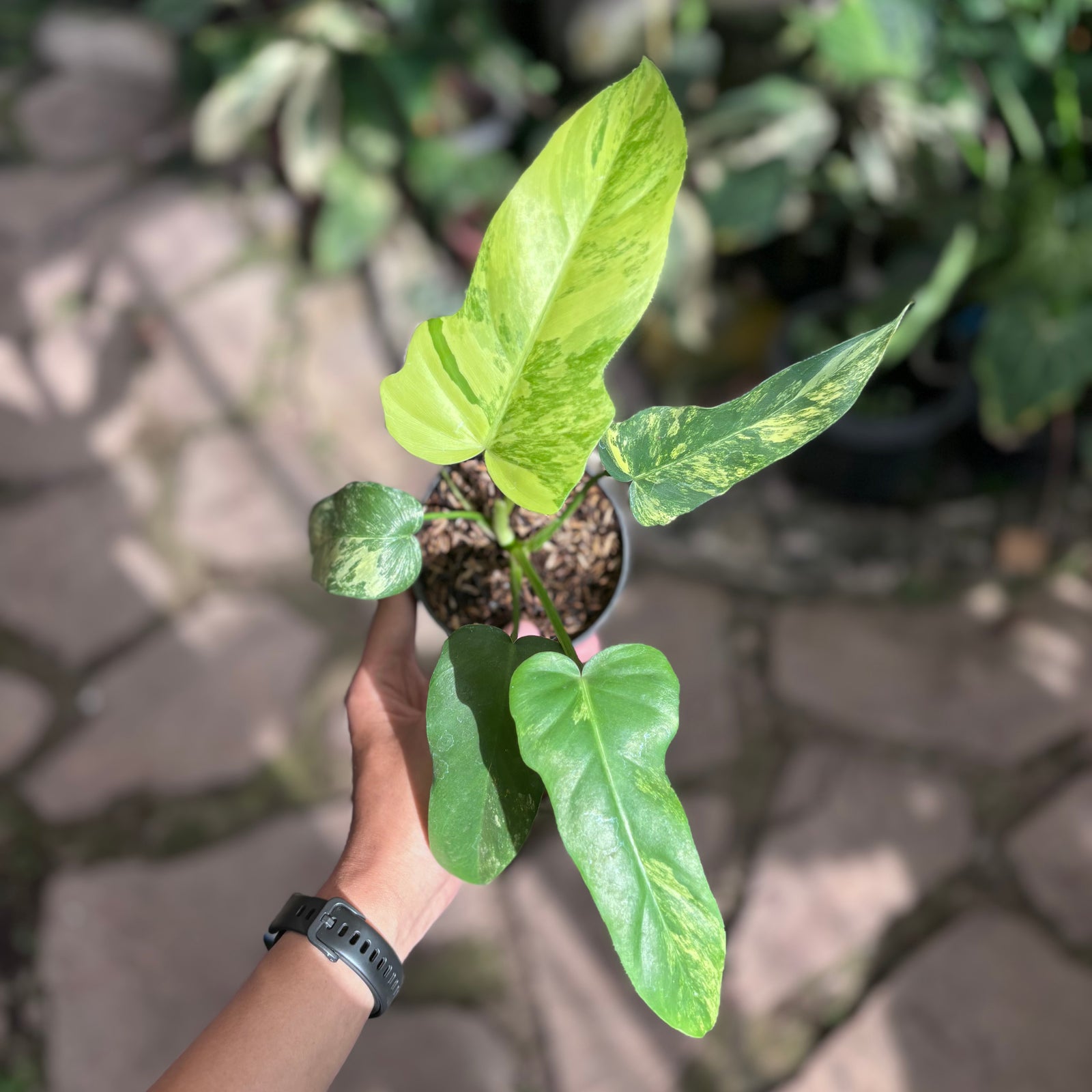 P. Radiatum x Florida Beauty x Mayoi② Philodendron florida beauty x radiatum – Aroid Market