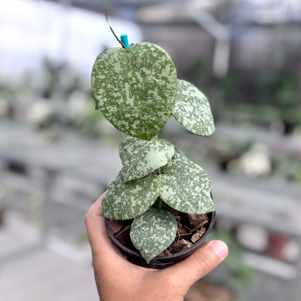 FC4690A1-D8B9-40F1-AE0B-