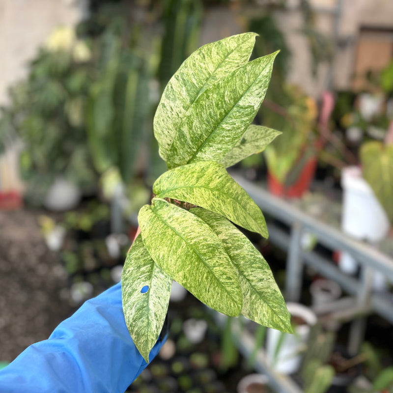 Rhaphidophora magasperma gorilan variegated