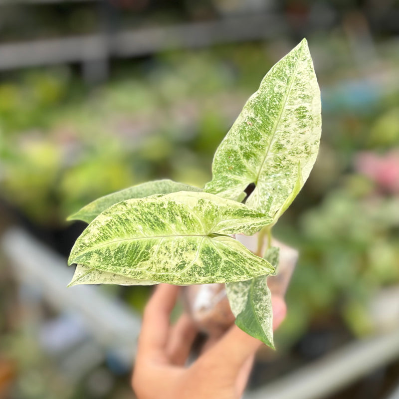 Syngonium batik variegated