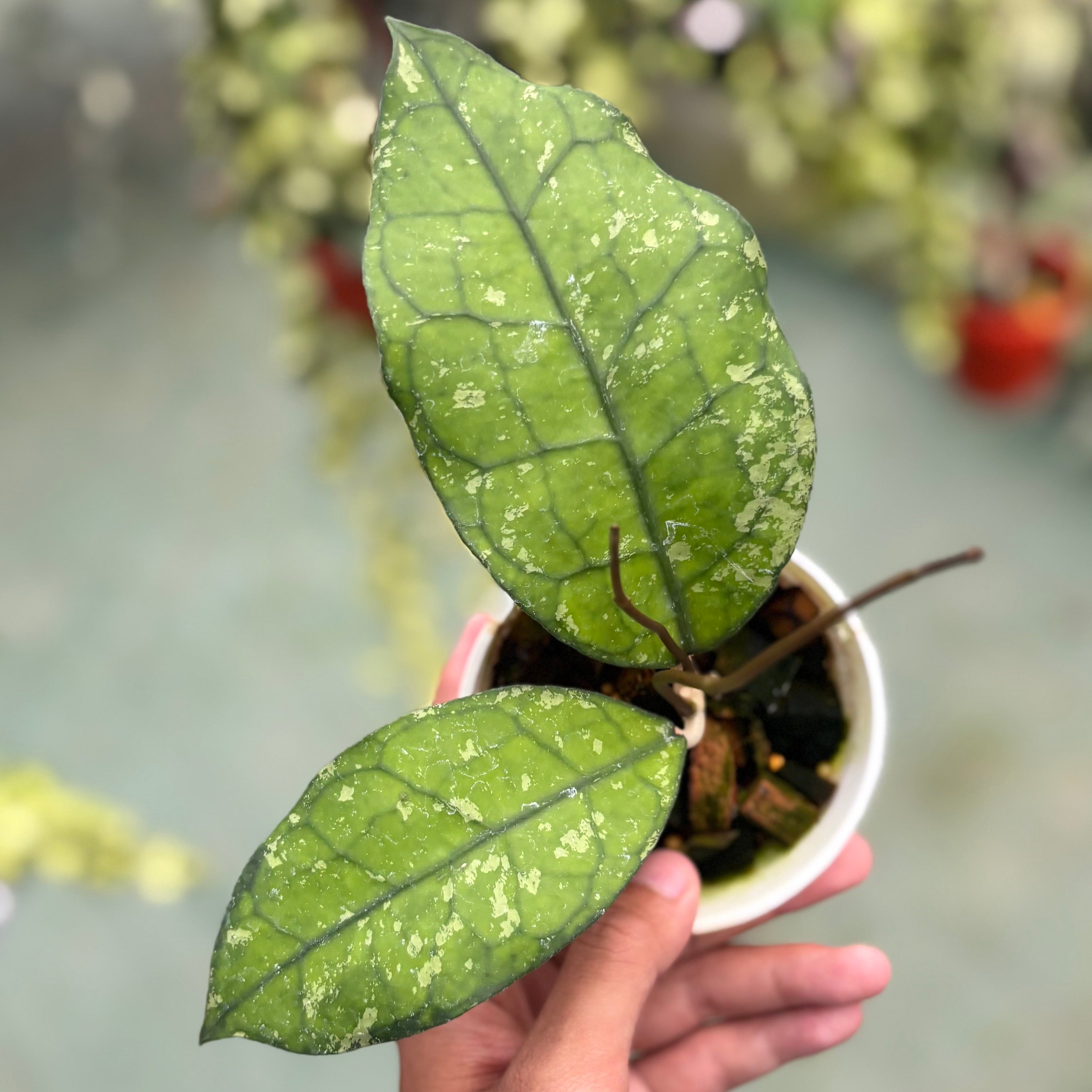 Hoya clemensiorum ‘borneo splash’