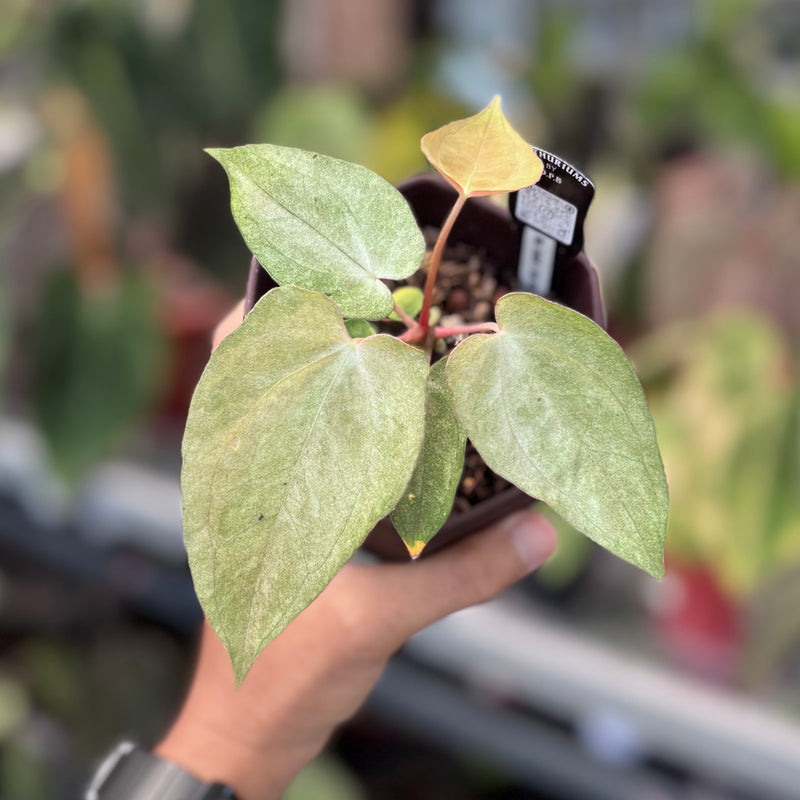 Anthurium blue goliath x papilillaminum NoiD