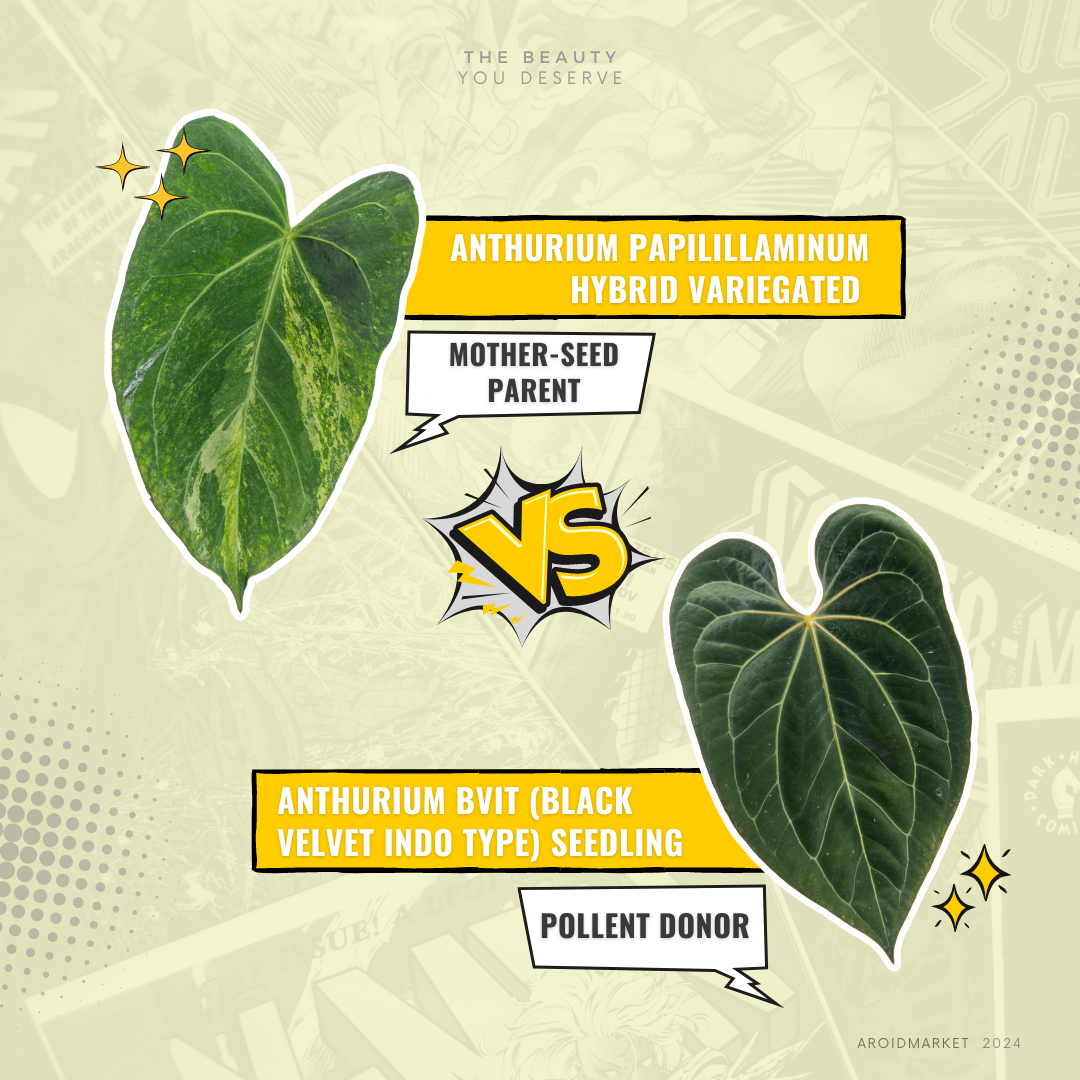 Anthurium papillilaminum hybrid variegated x Anthurium BVIT (seeds)