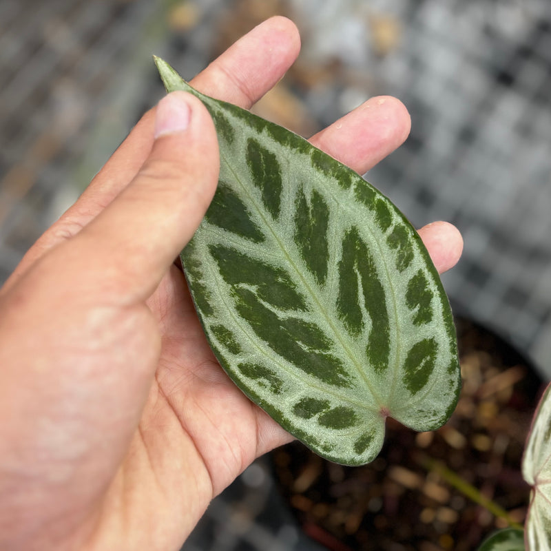 Anthurium tiger red