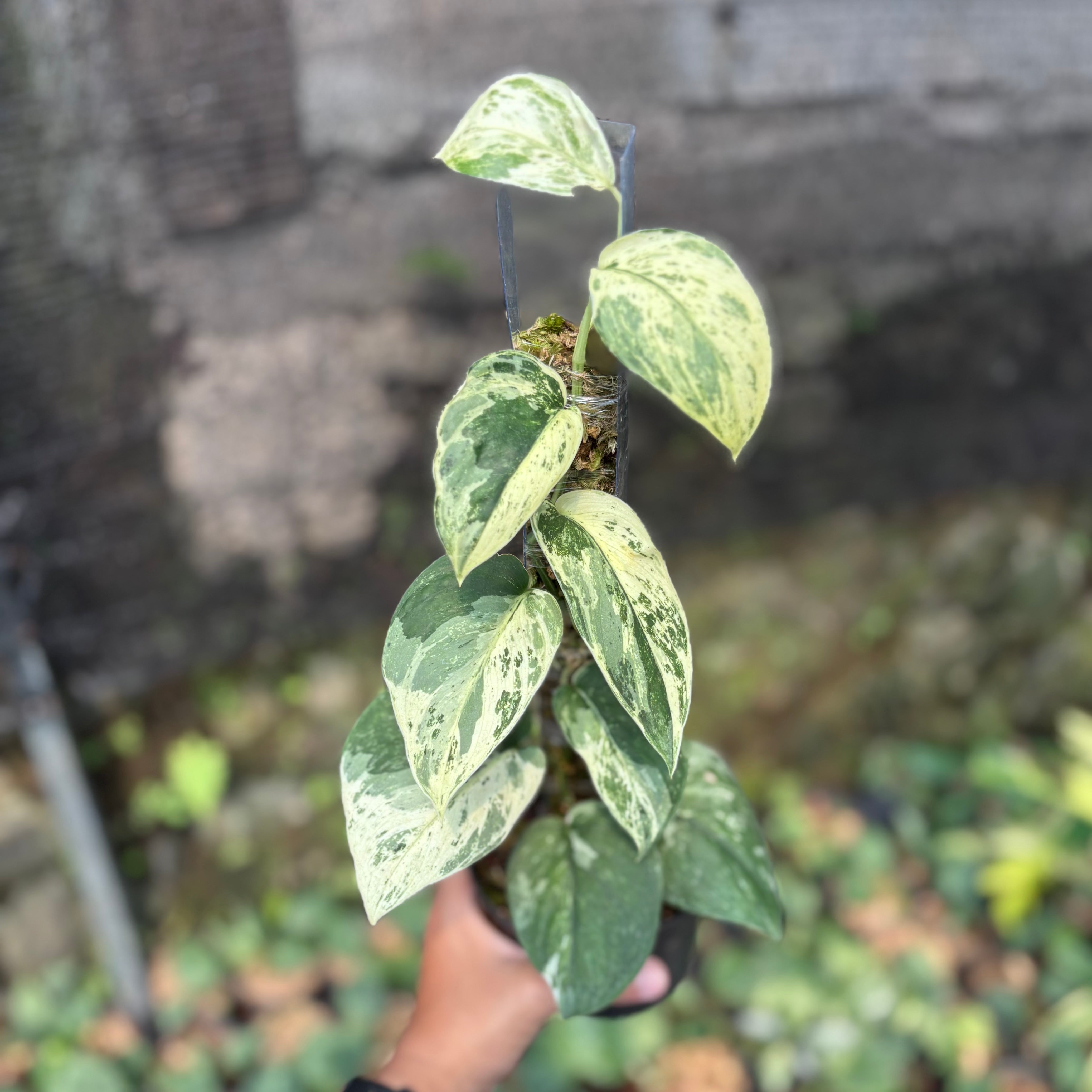 Scindapsus silver satin variegated  v1 - vining