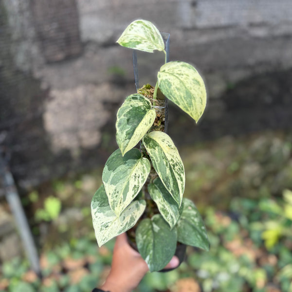 Scindapsus silver satin variegated  v1 - vining