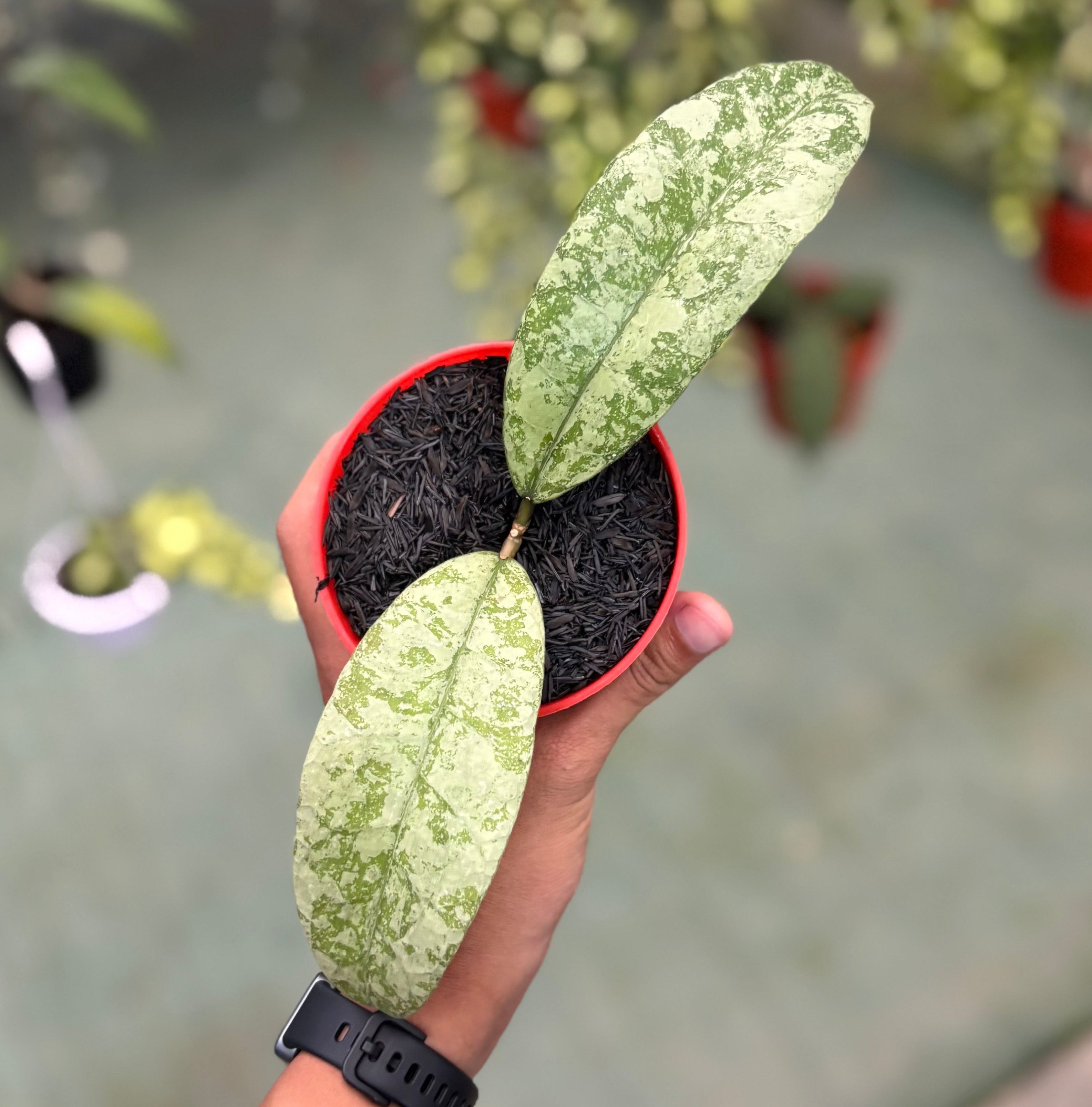 Hoya aff lambii silver big leaf