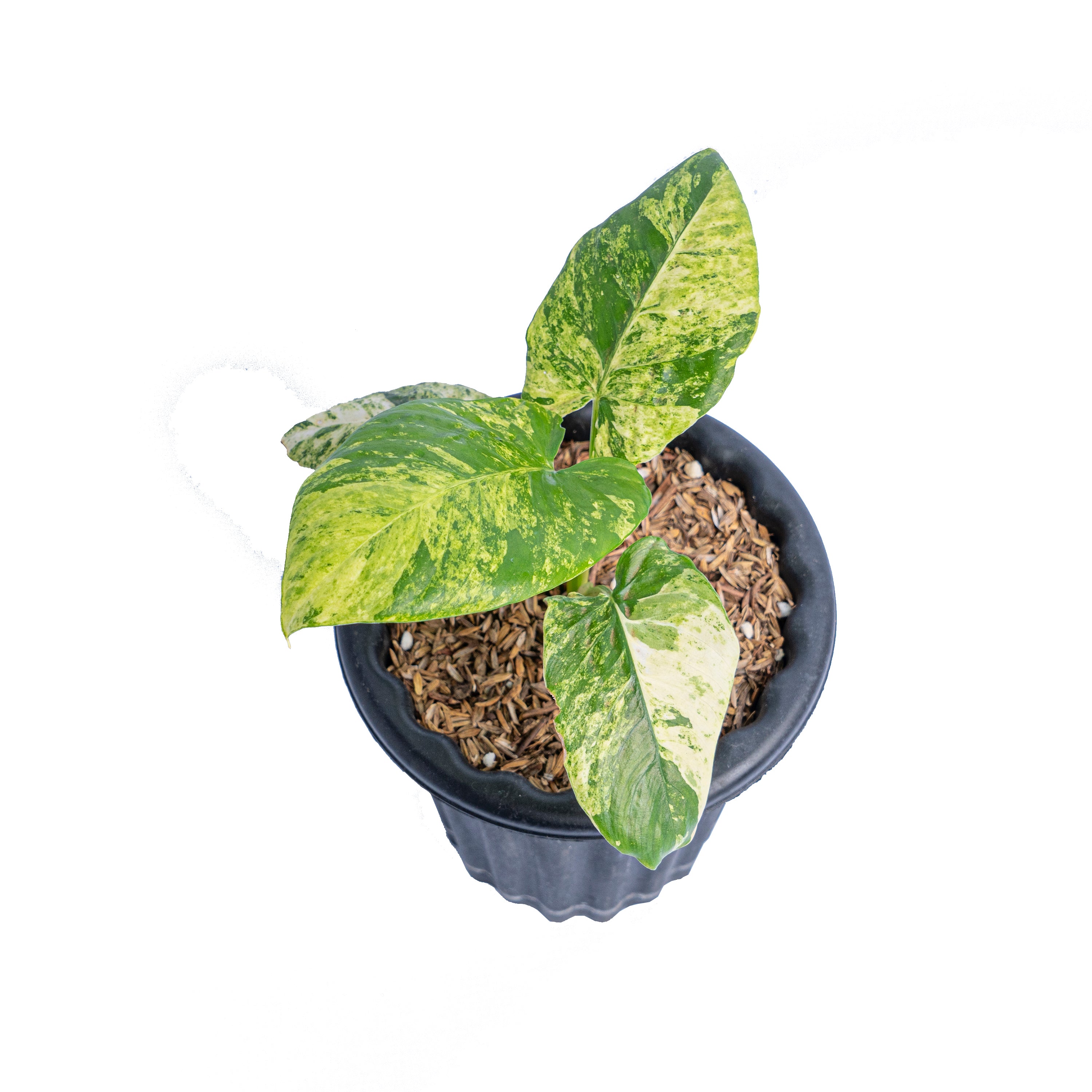 Homalomena aurea variegated Sp java