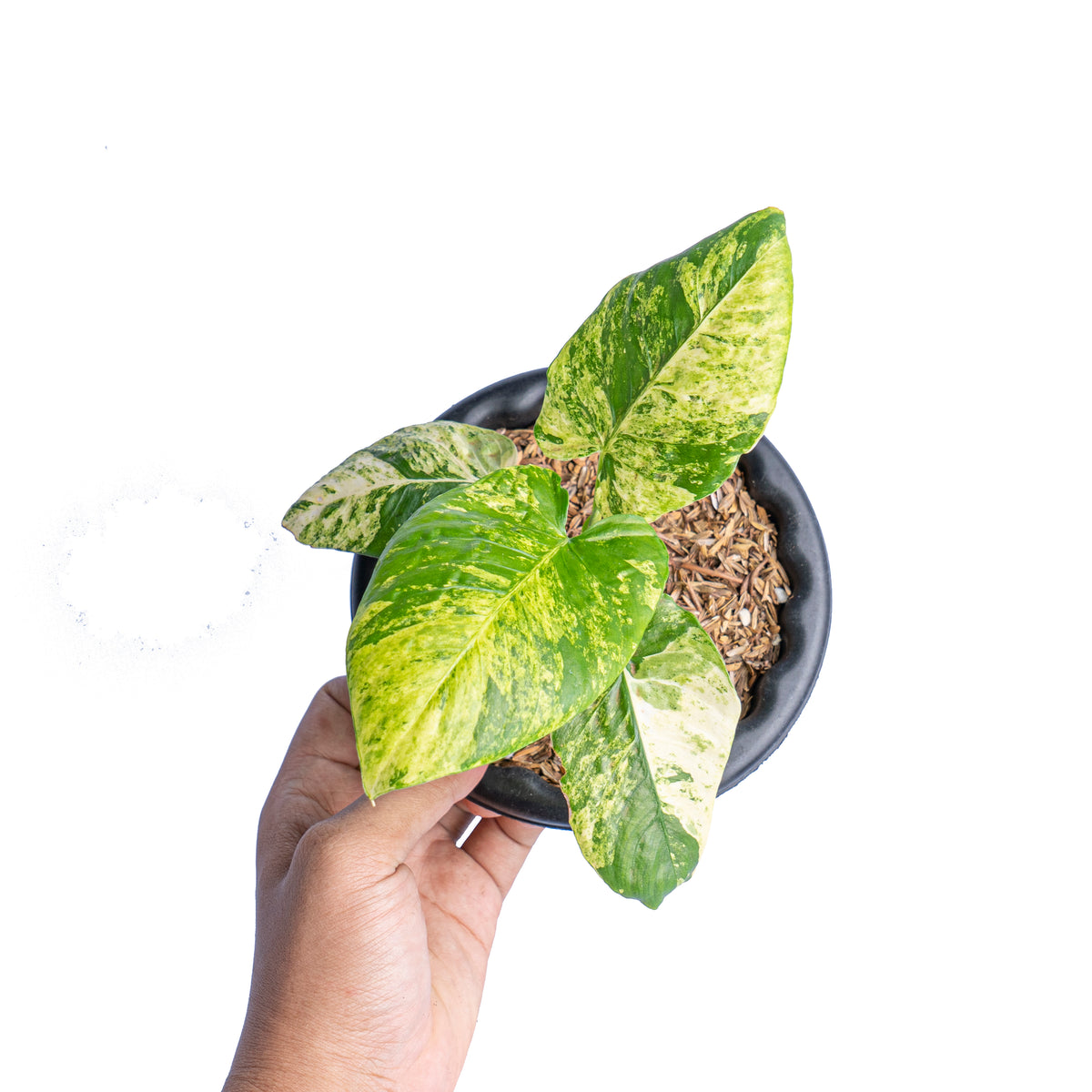 Homalomena aurea variegated Sp java