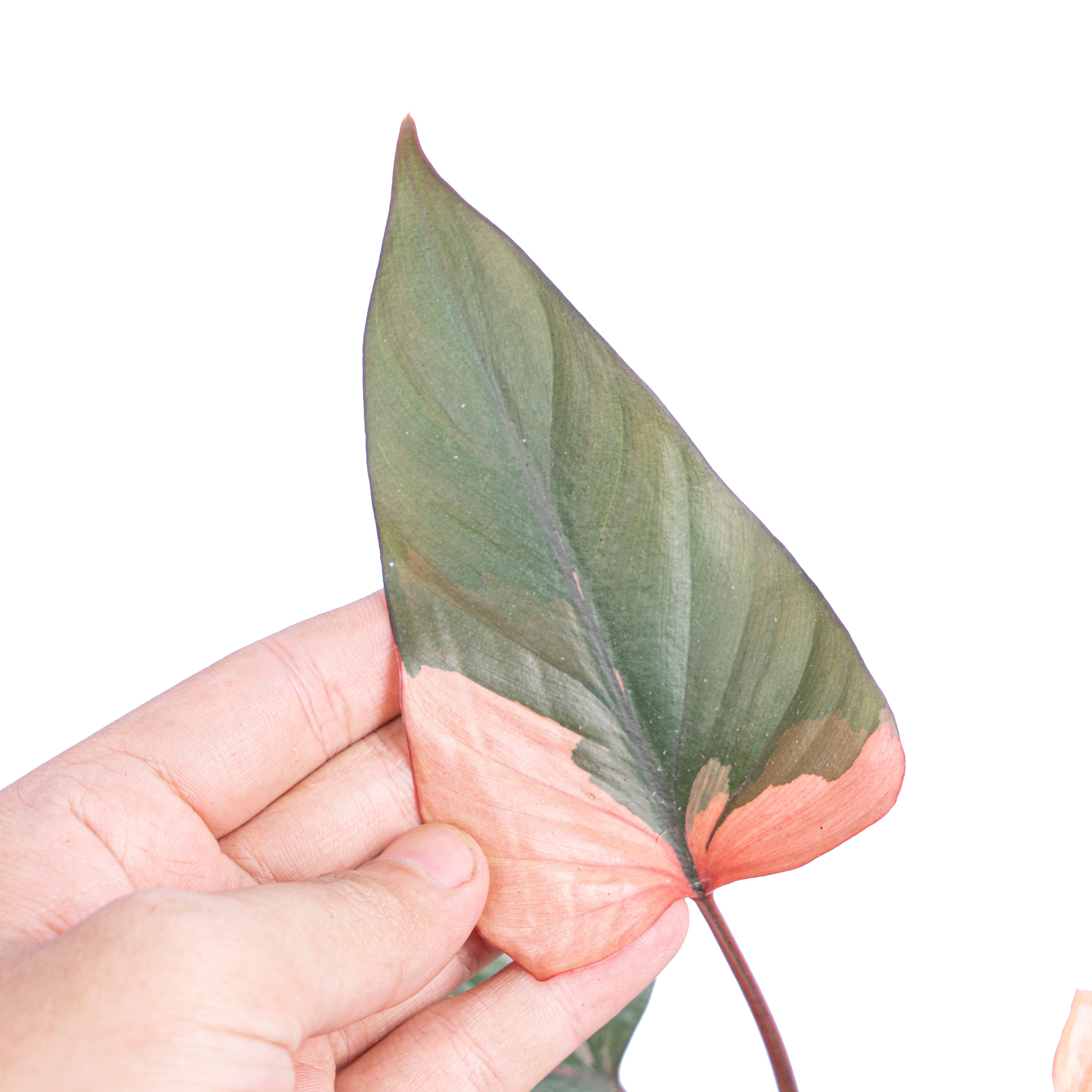 Homalomena pink diamond