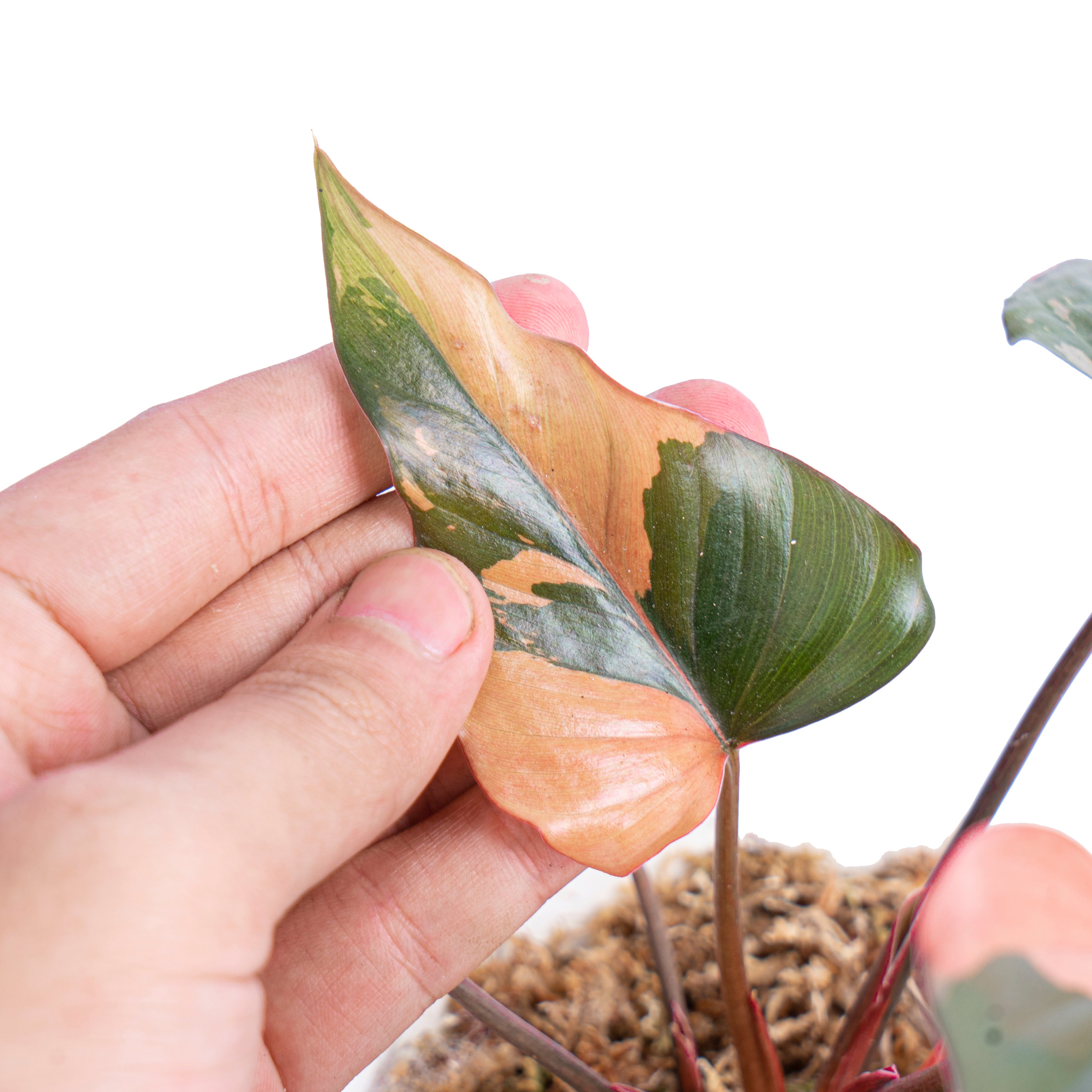 Homalomena pink diamond
