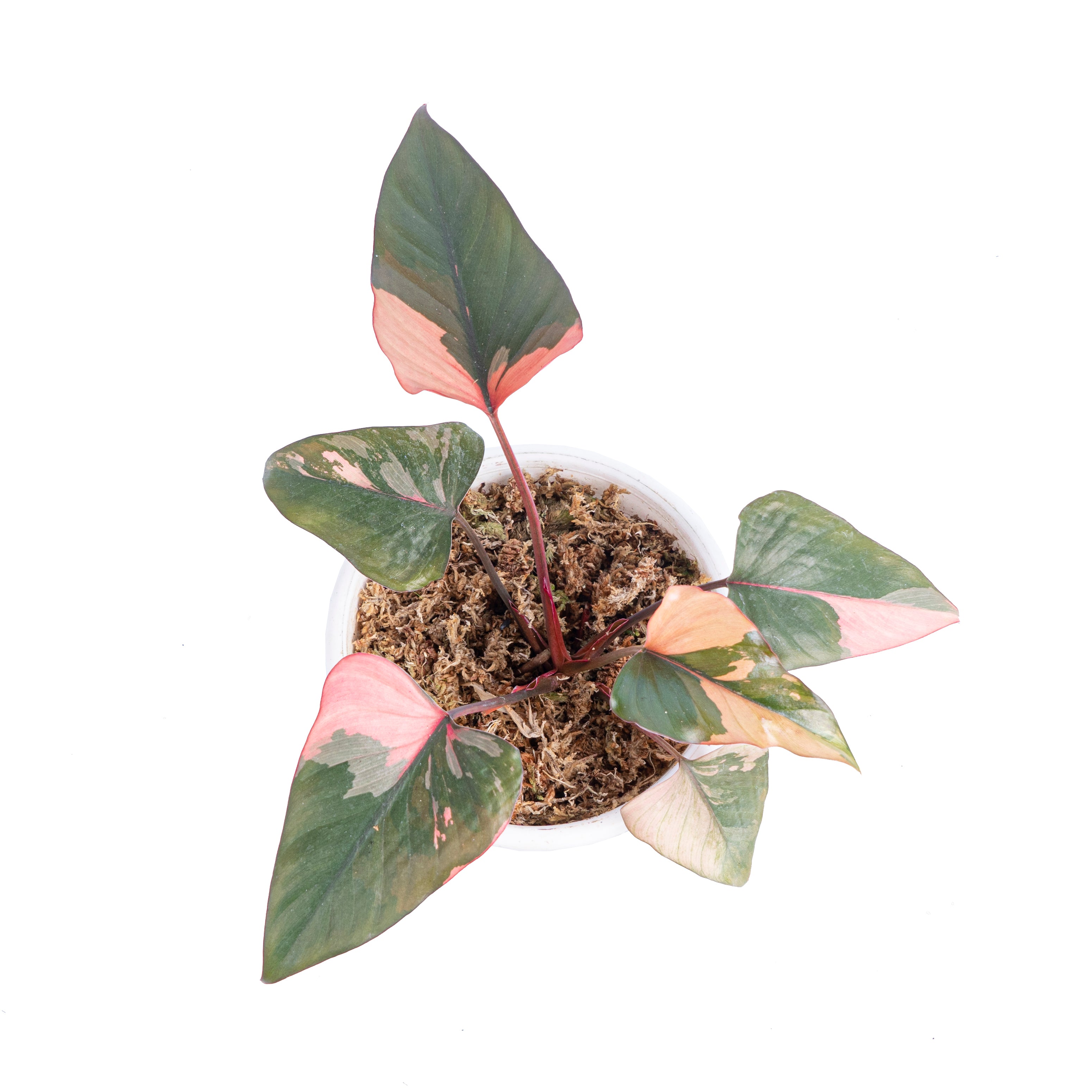 Homalomena pink diamond