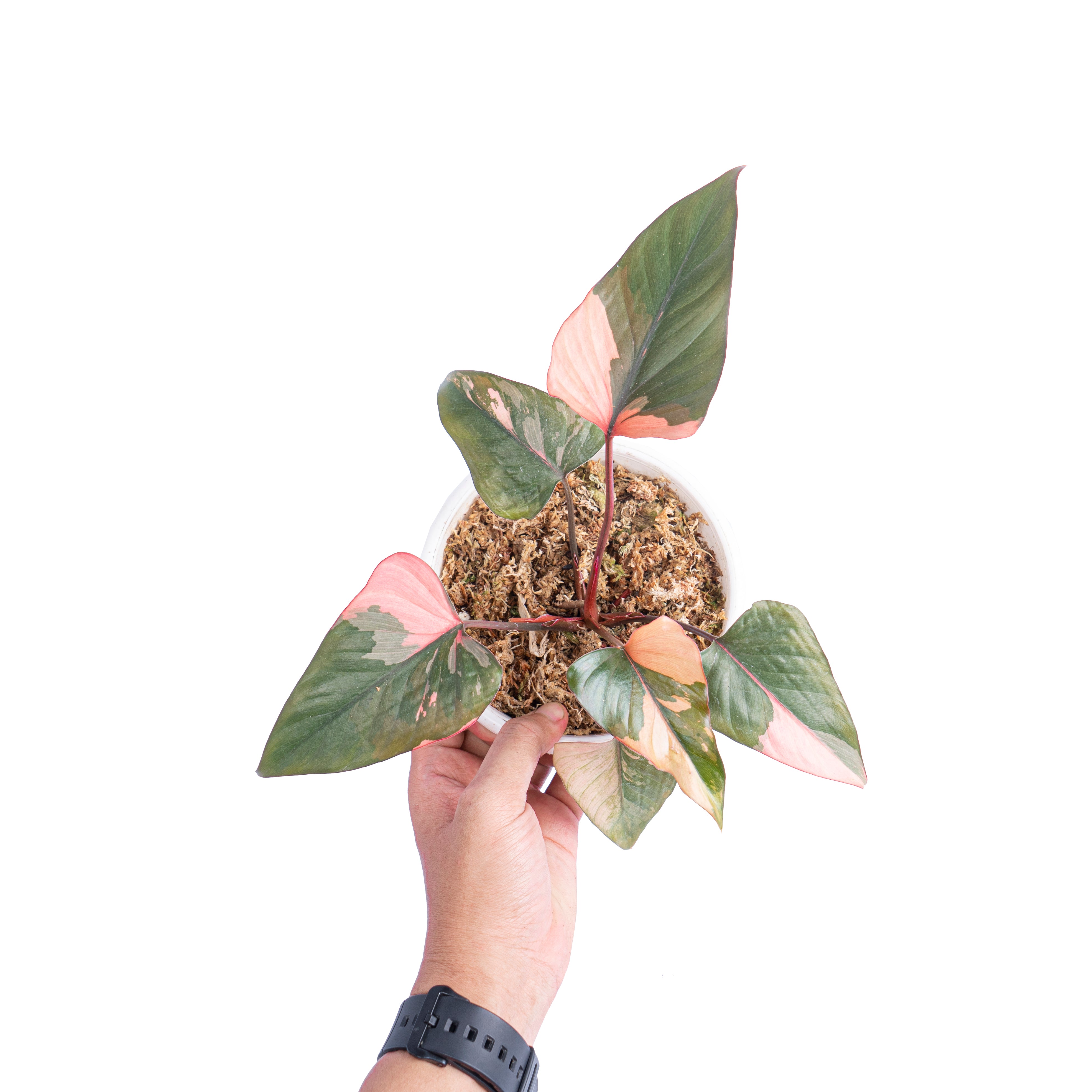 Homalomena pink diamond