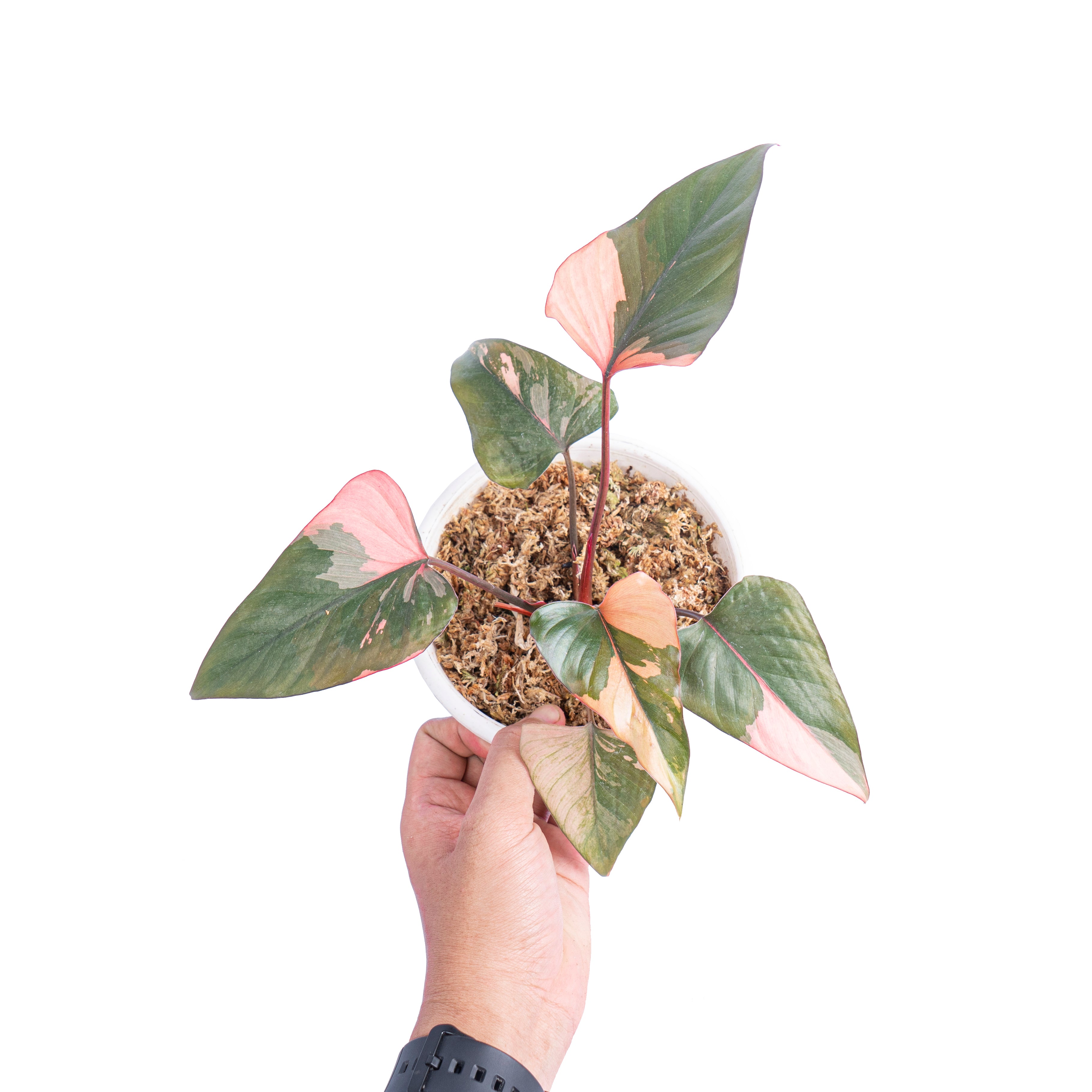 Homalomena pink diamond