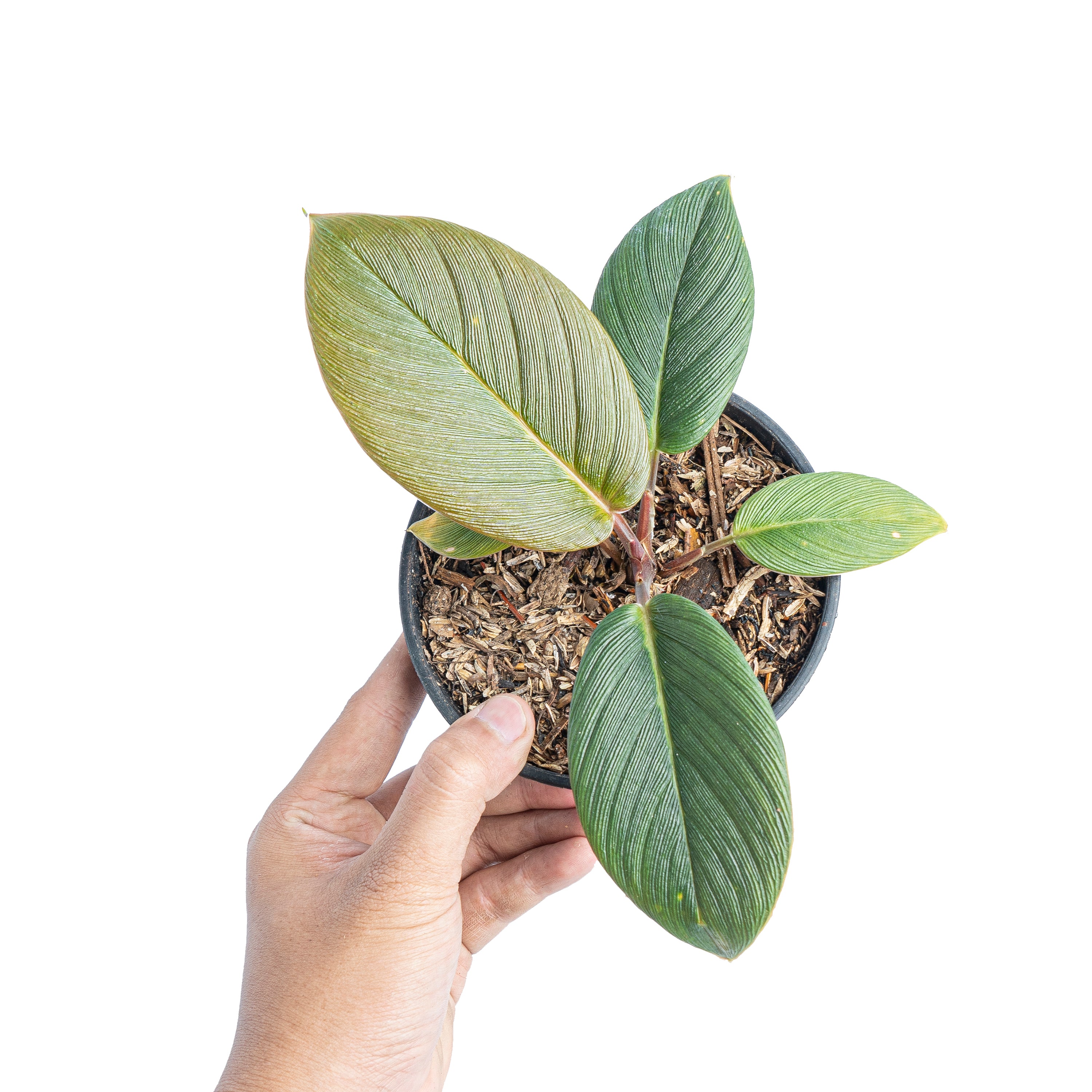 Homalomena