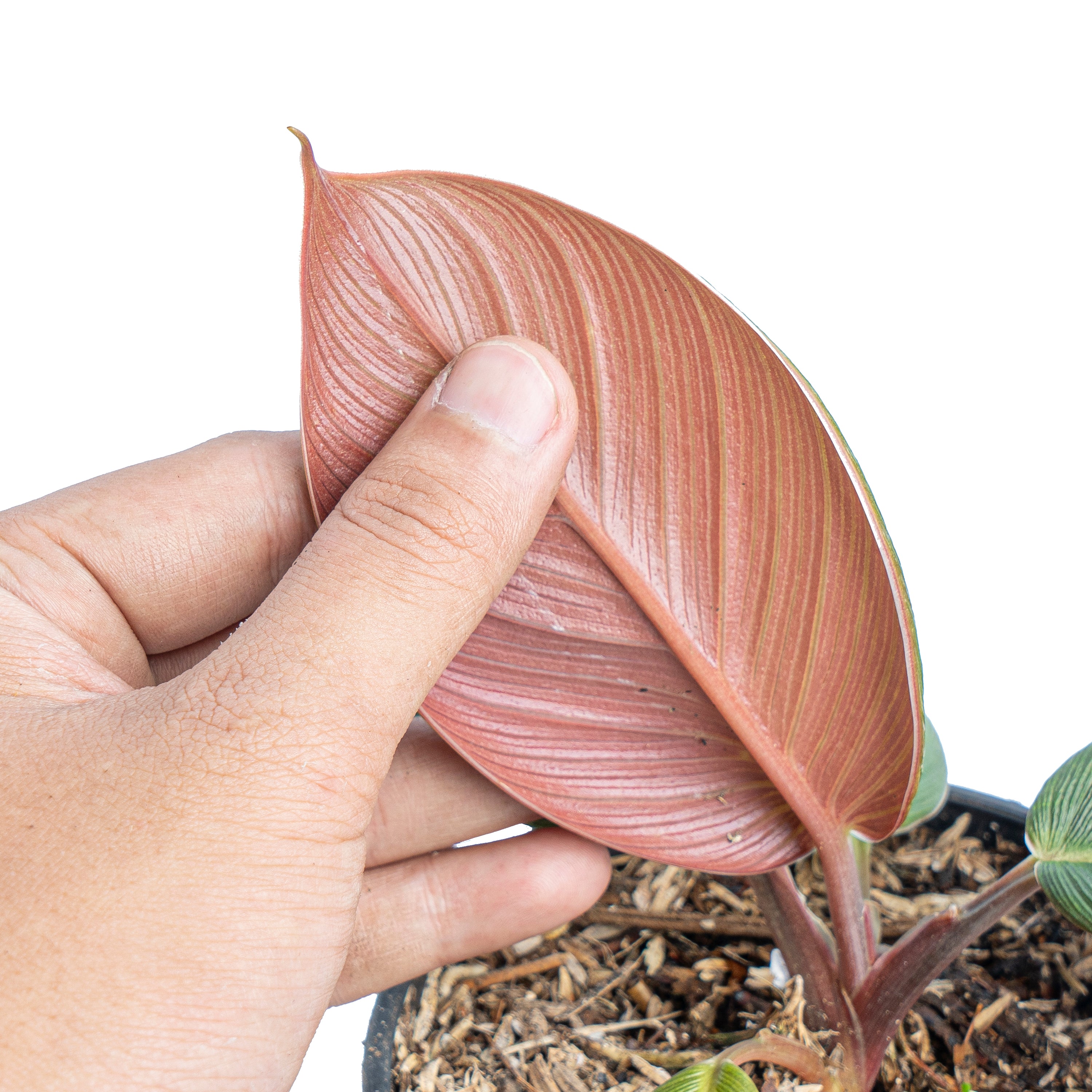 Homalomena red thrick  Sp Sumatra