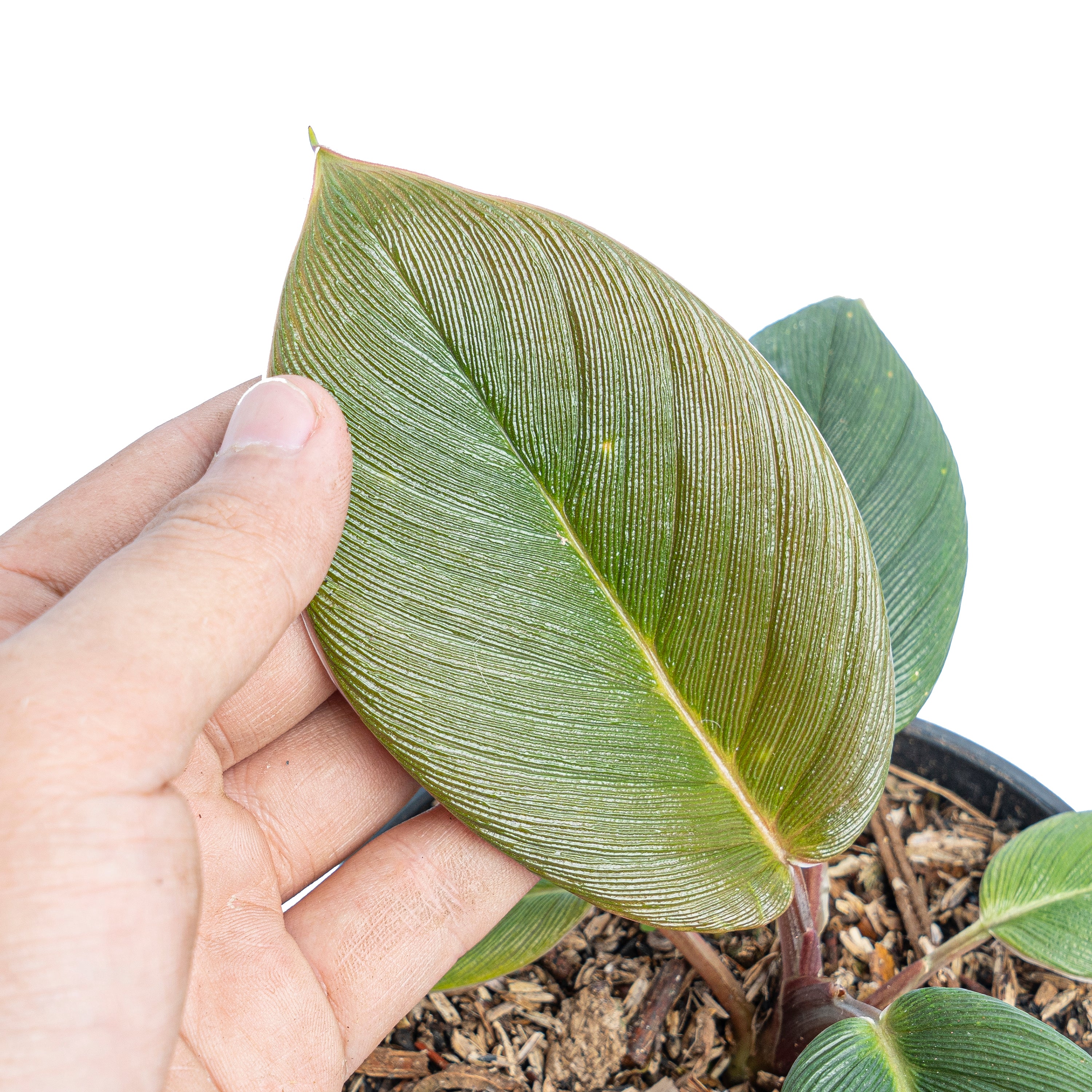 Homalomena red thrick  Sp Sumatra