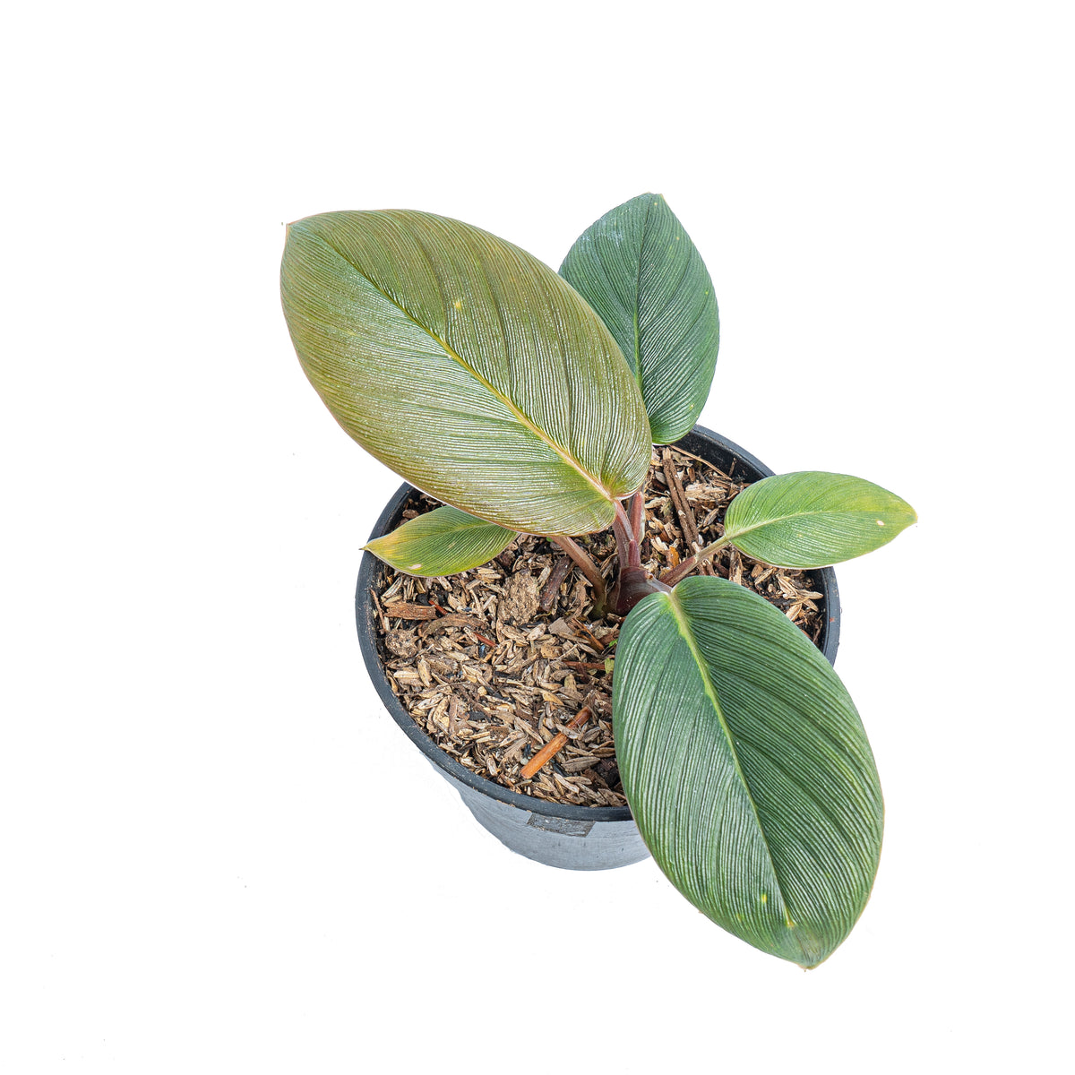 Homalomena red thrick  Sp Sumatra